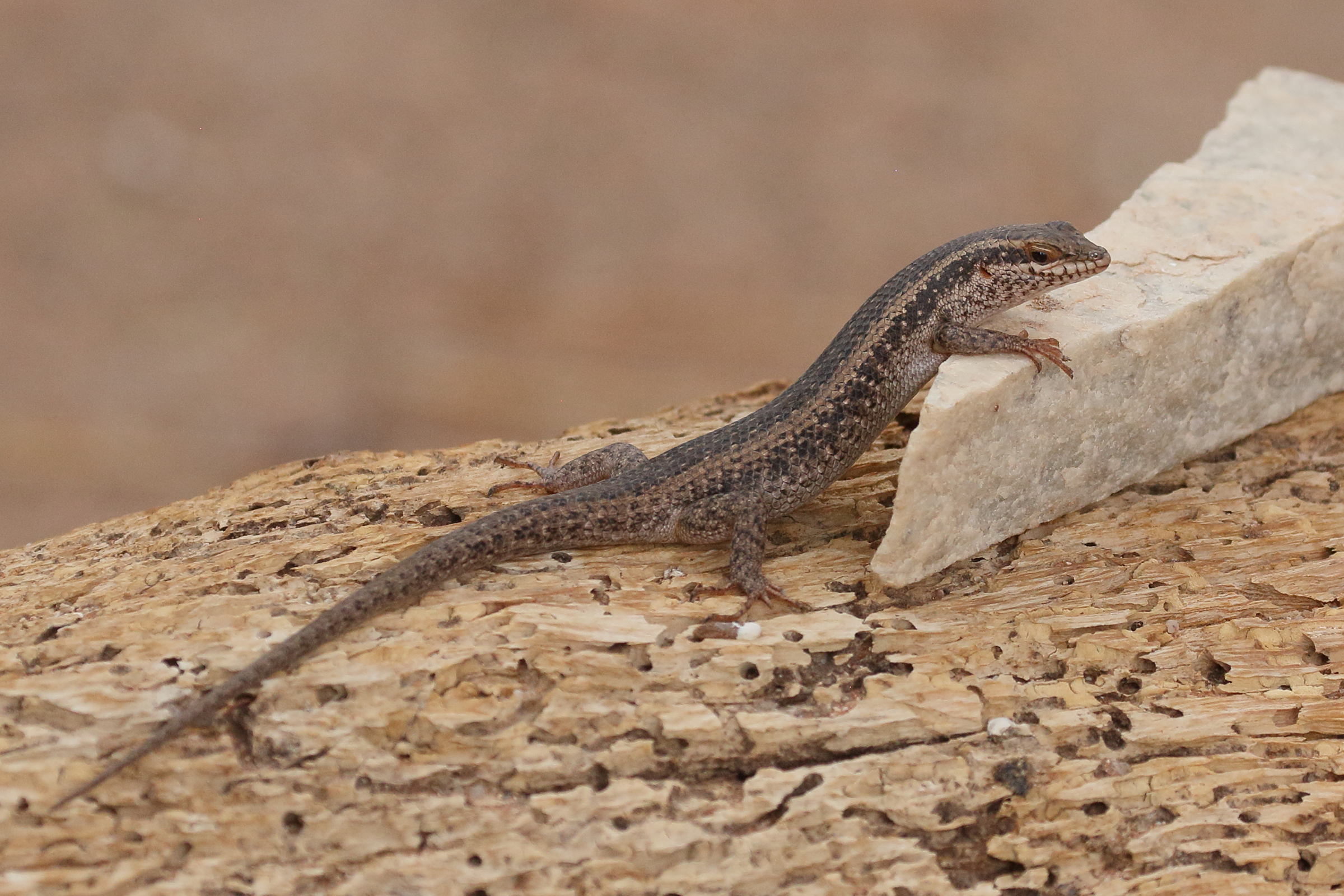 gerrhosaurus_nigrolineatus1bd