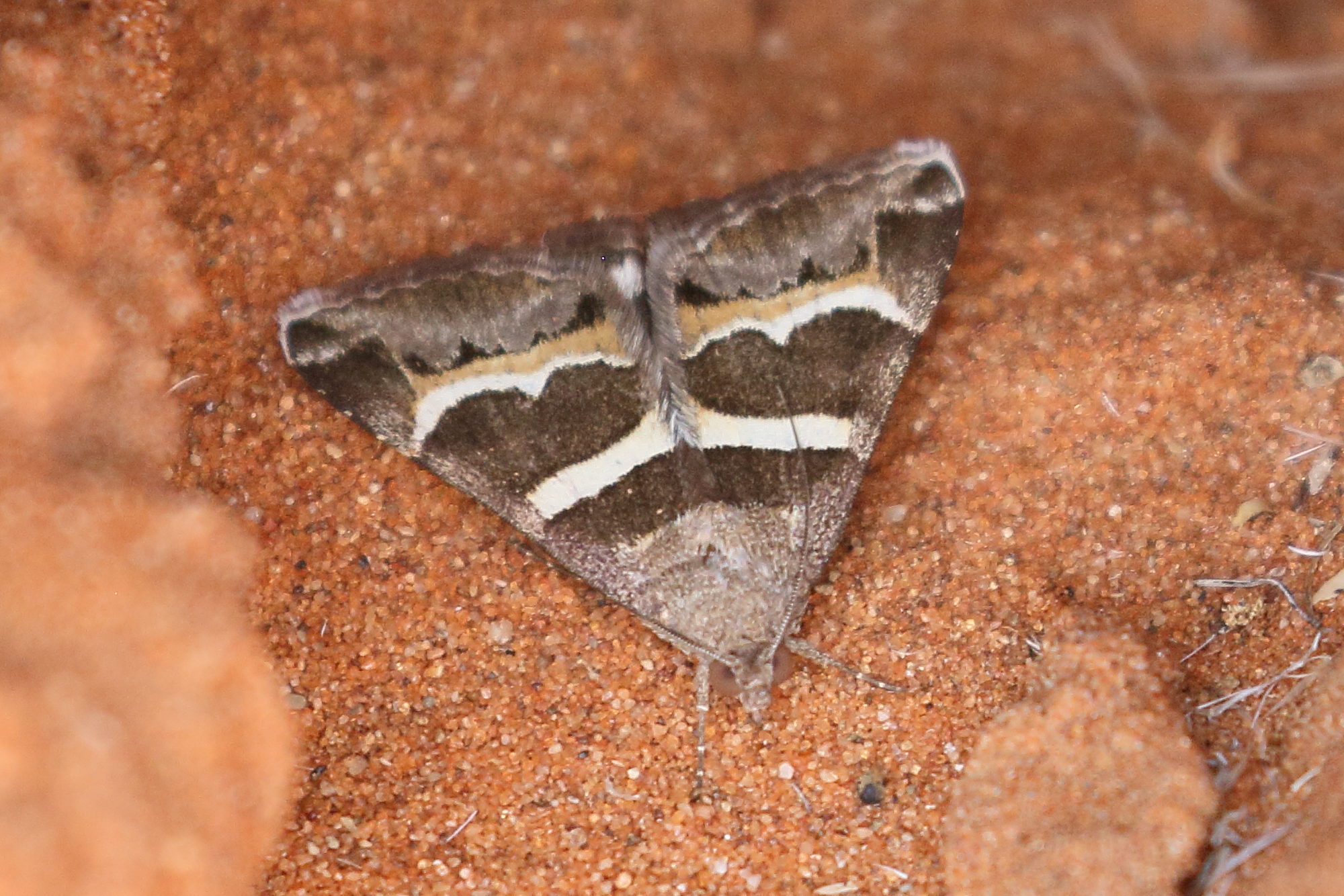 grammodes_stolida1bd