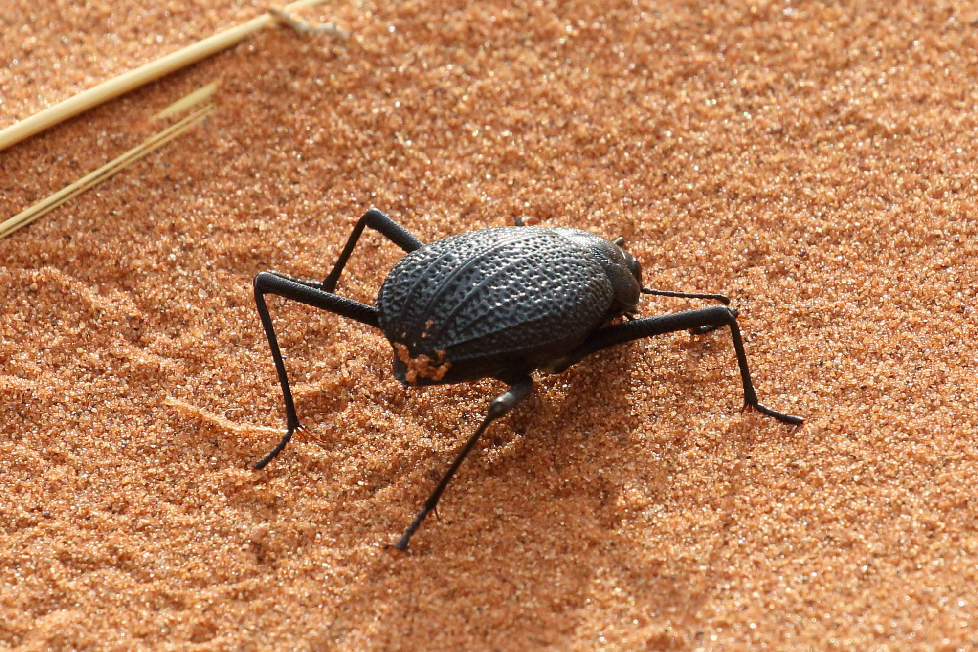 onymacris_rugatipennis1bd