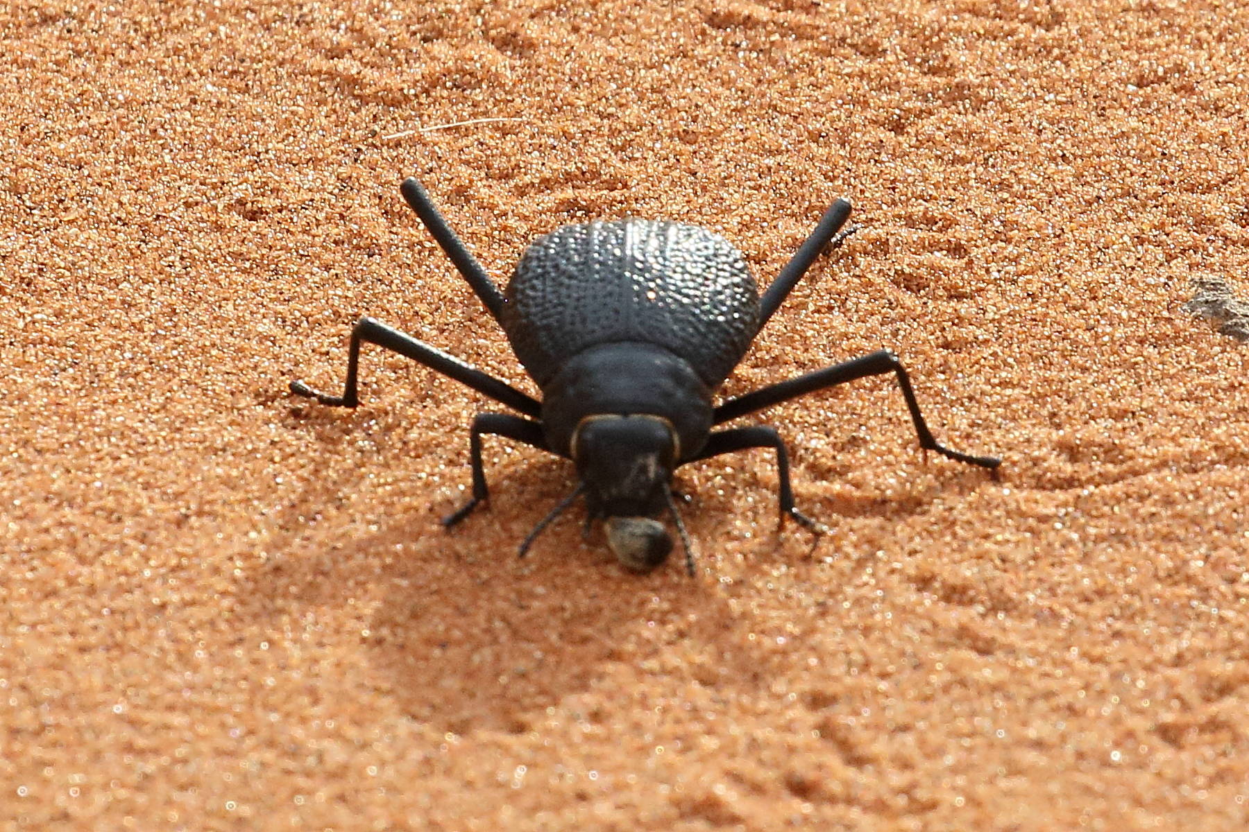 onymacris_rugatipennis2bd