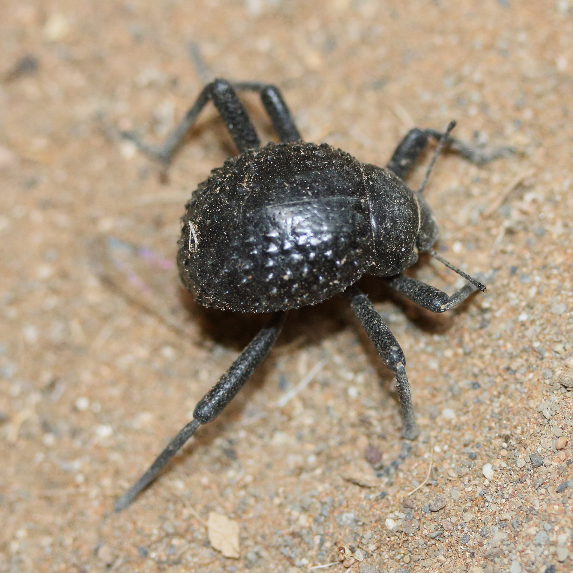 physosterna_cribripes1md