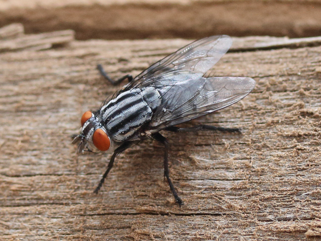 sarcophaga_cf_africa1md