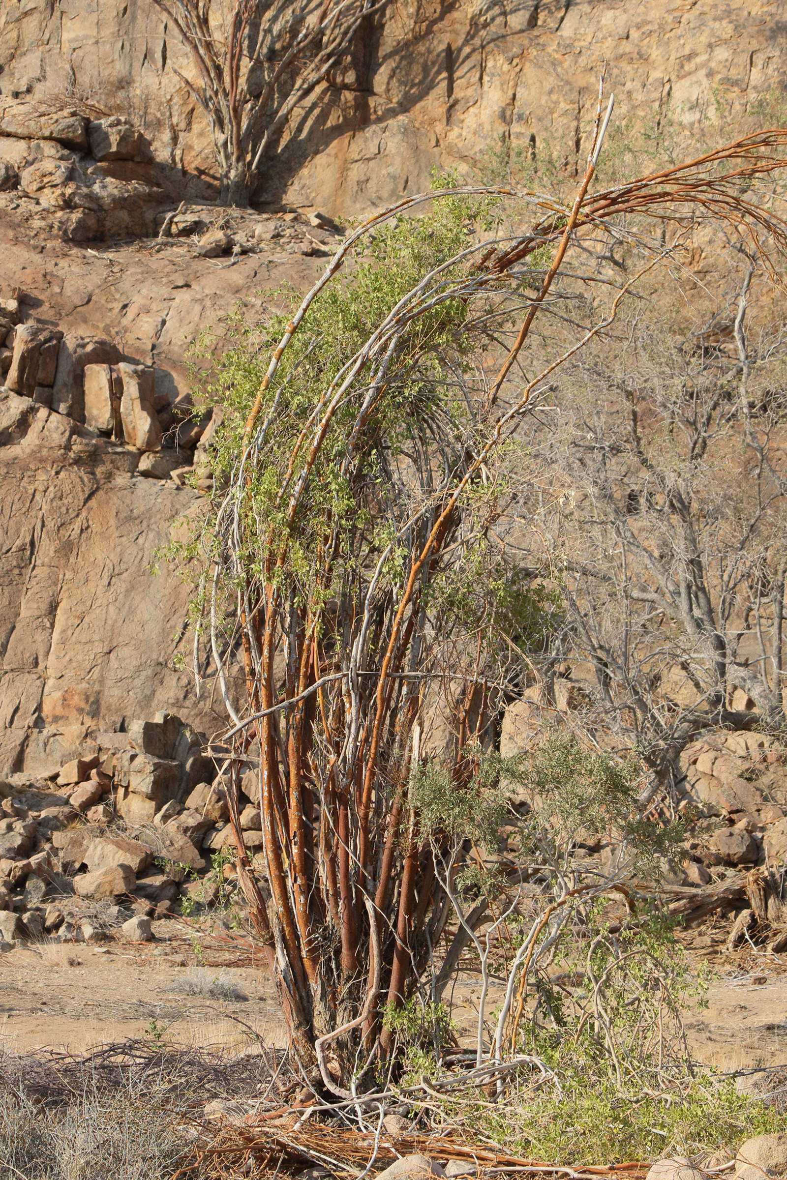 senegalia_montis-usti1md