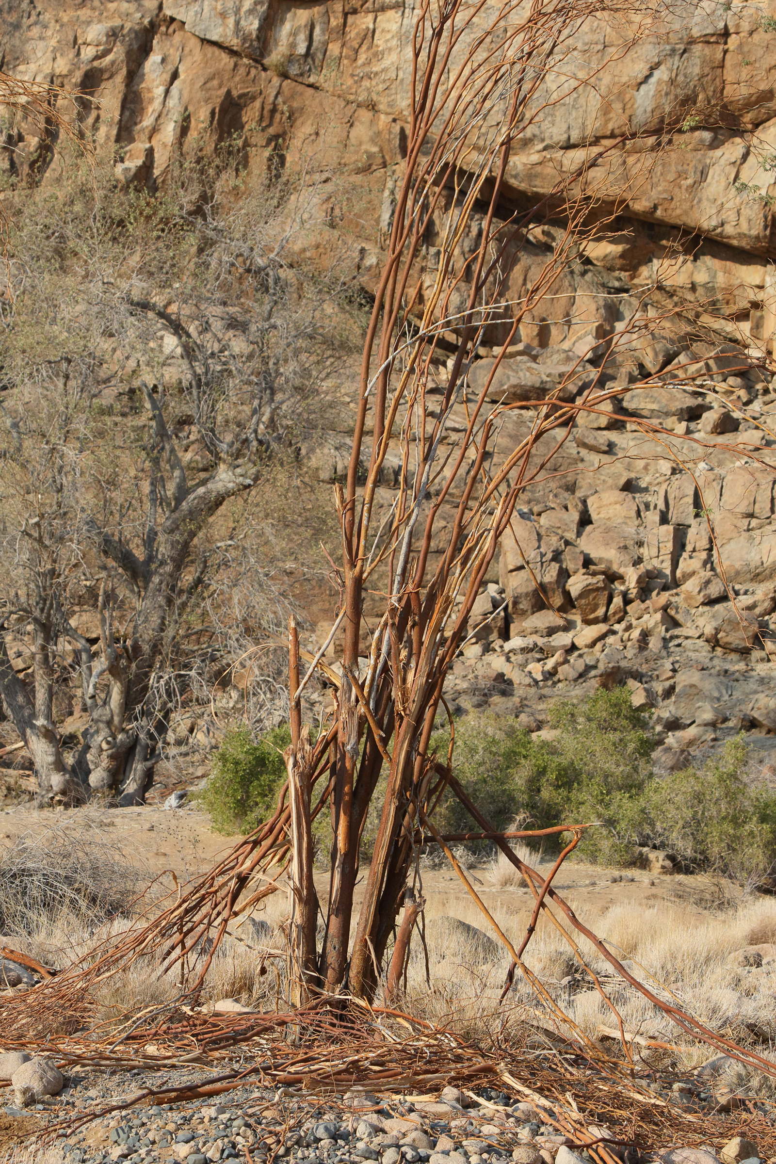 senegalia_montis-usti2md