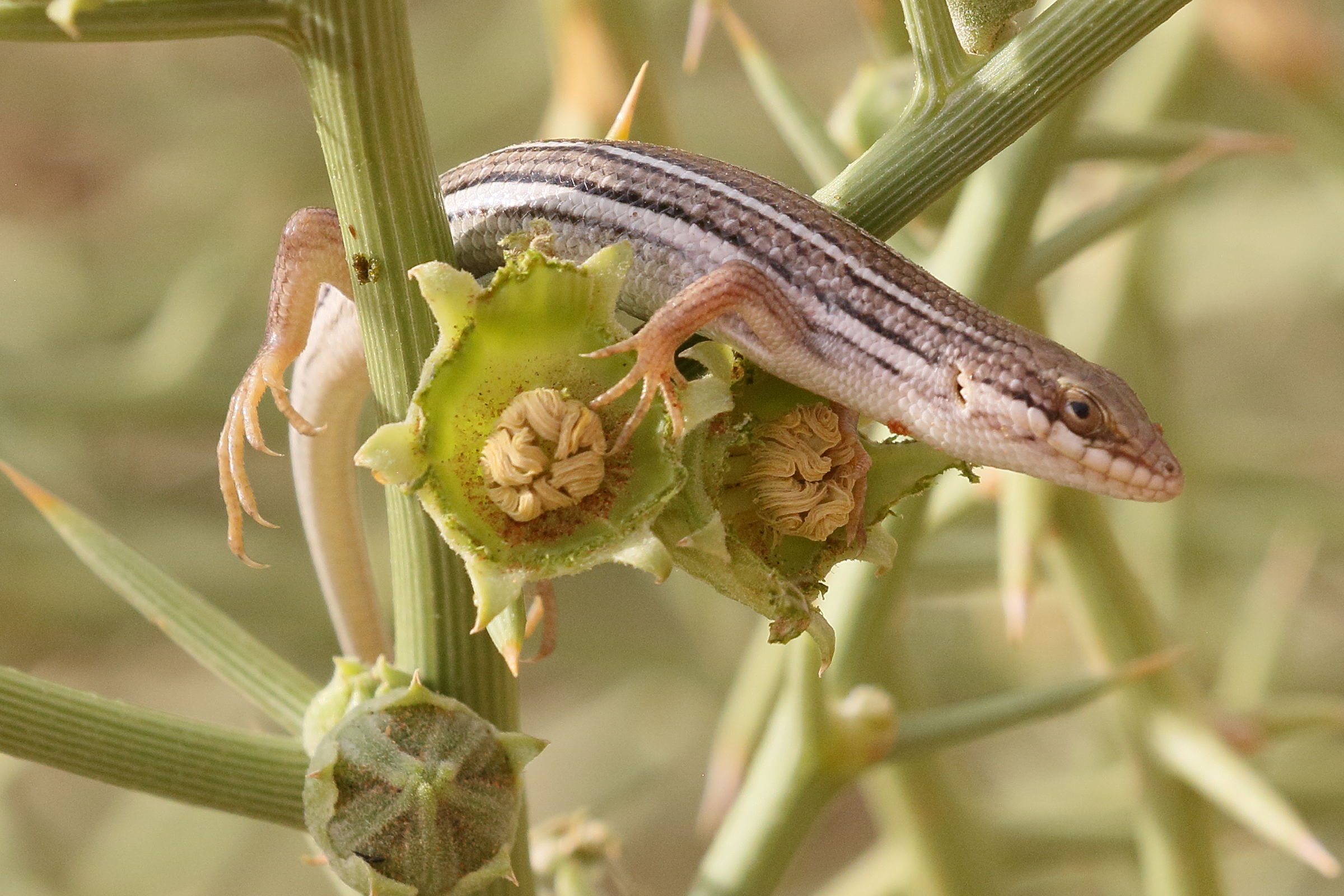 trachylepis_occidentalis2bd