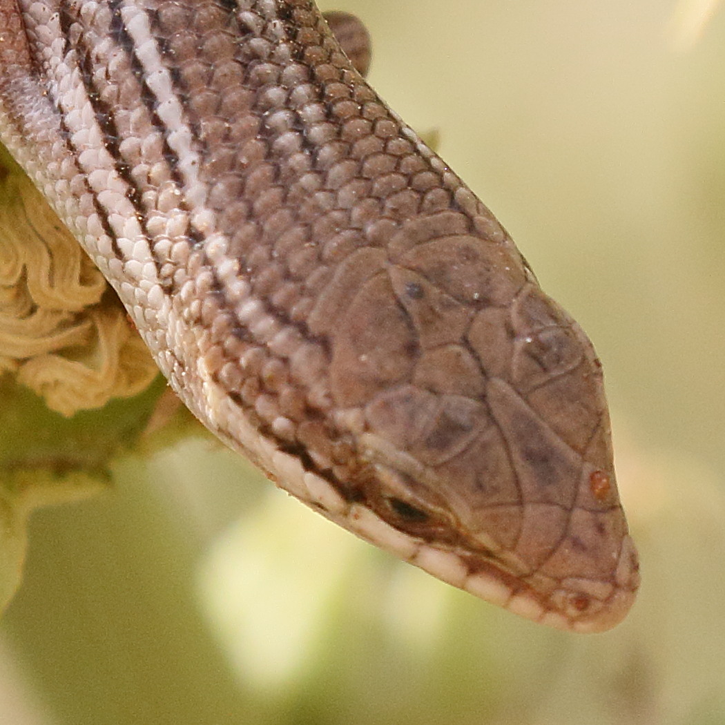 trachylepis_occidentalis3bd