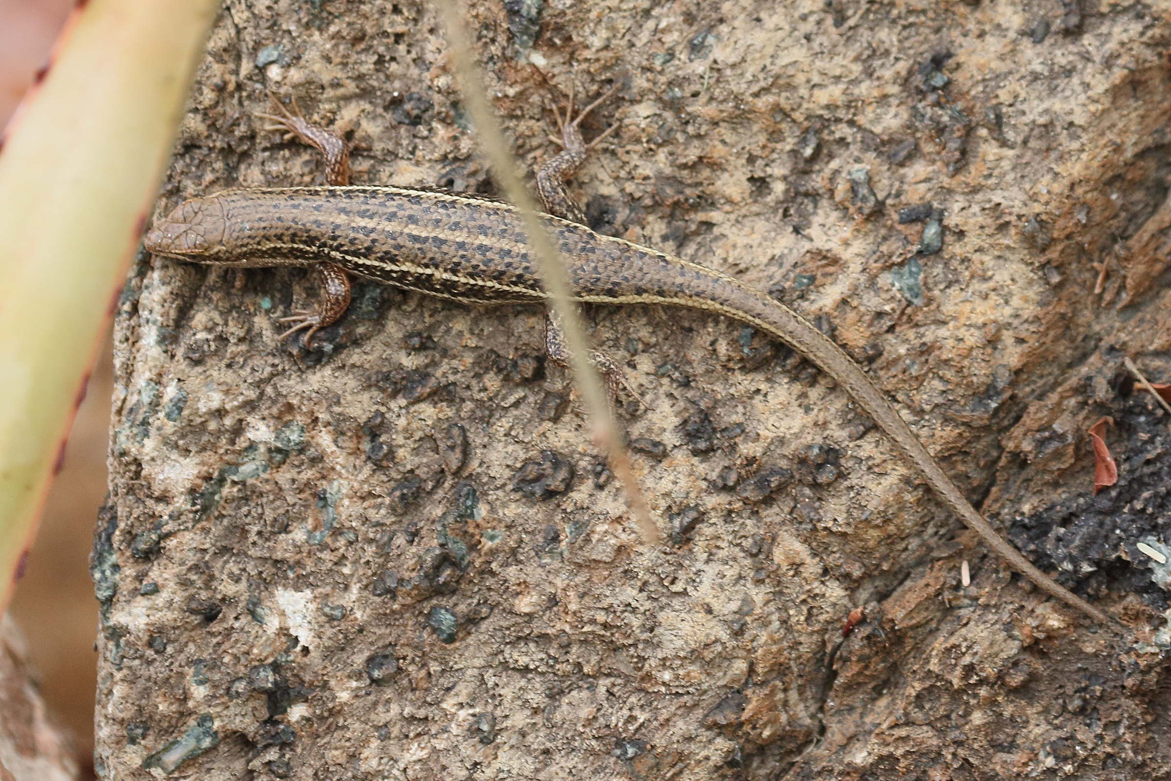trachylepis_variegata1bd