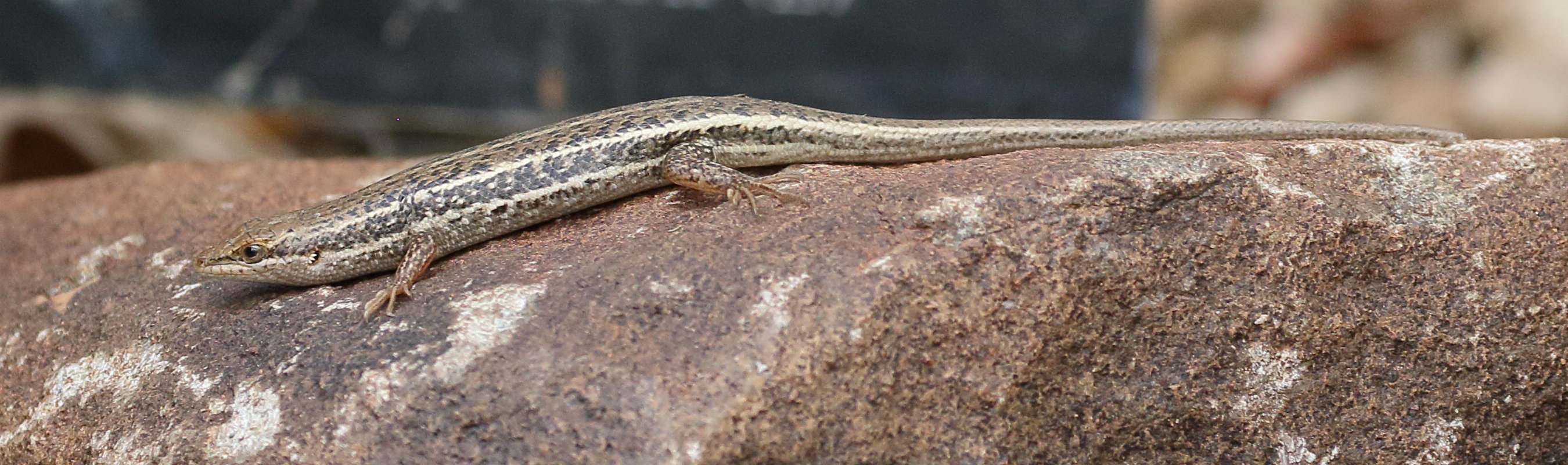 trachylepis_variegata2bd