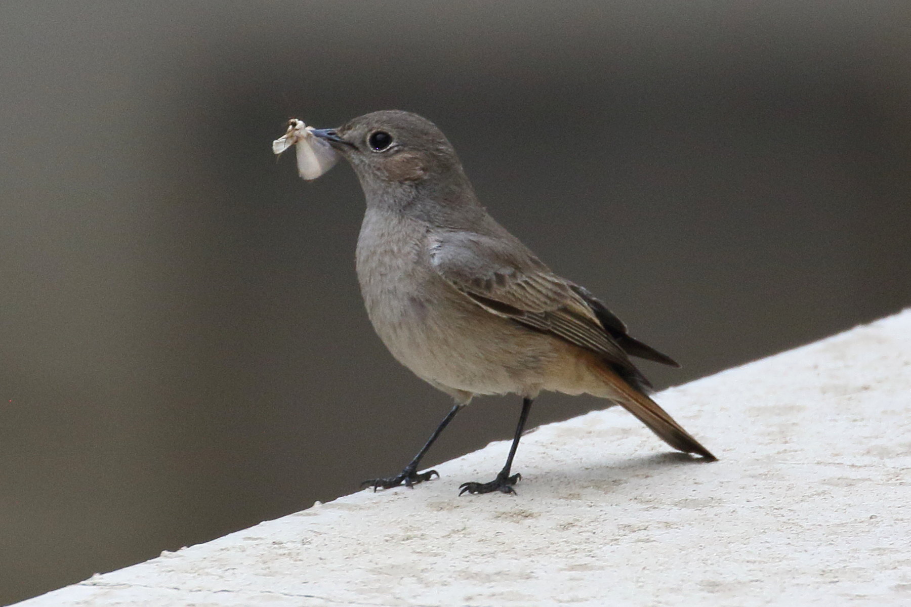 traquet_familier_-_oenanthe_familiaris1bd