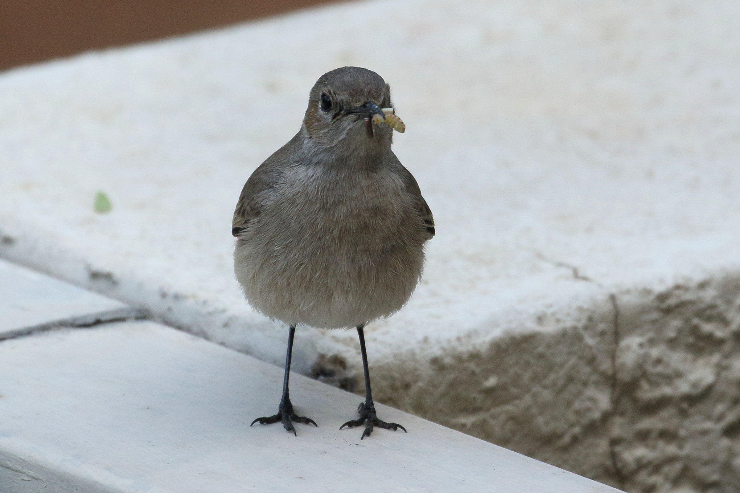 traquet_familier_-_oenanthe_familiaris2bd