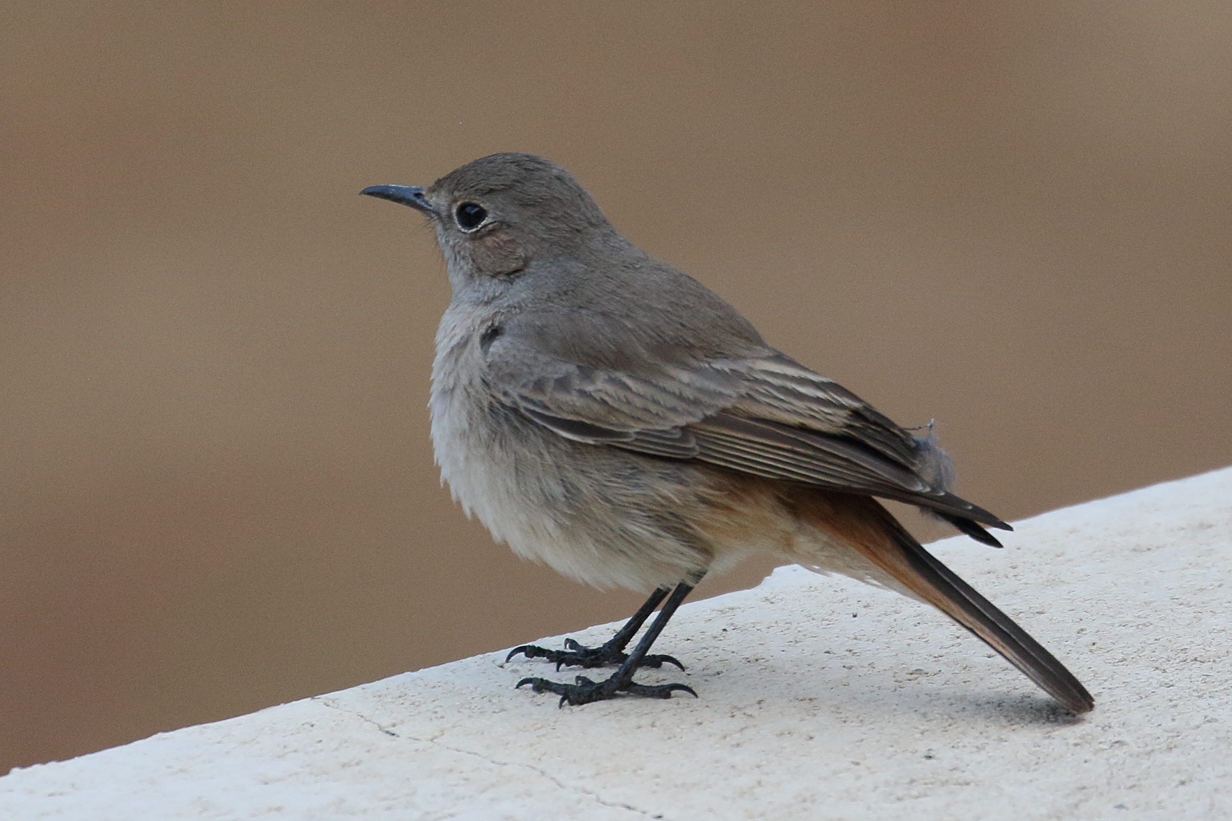 traquet_familier_-_oenanthe_familiaris3bd