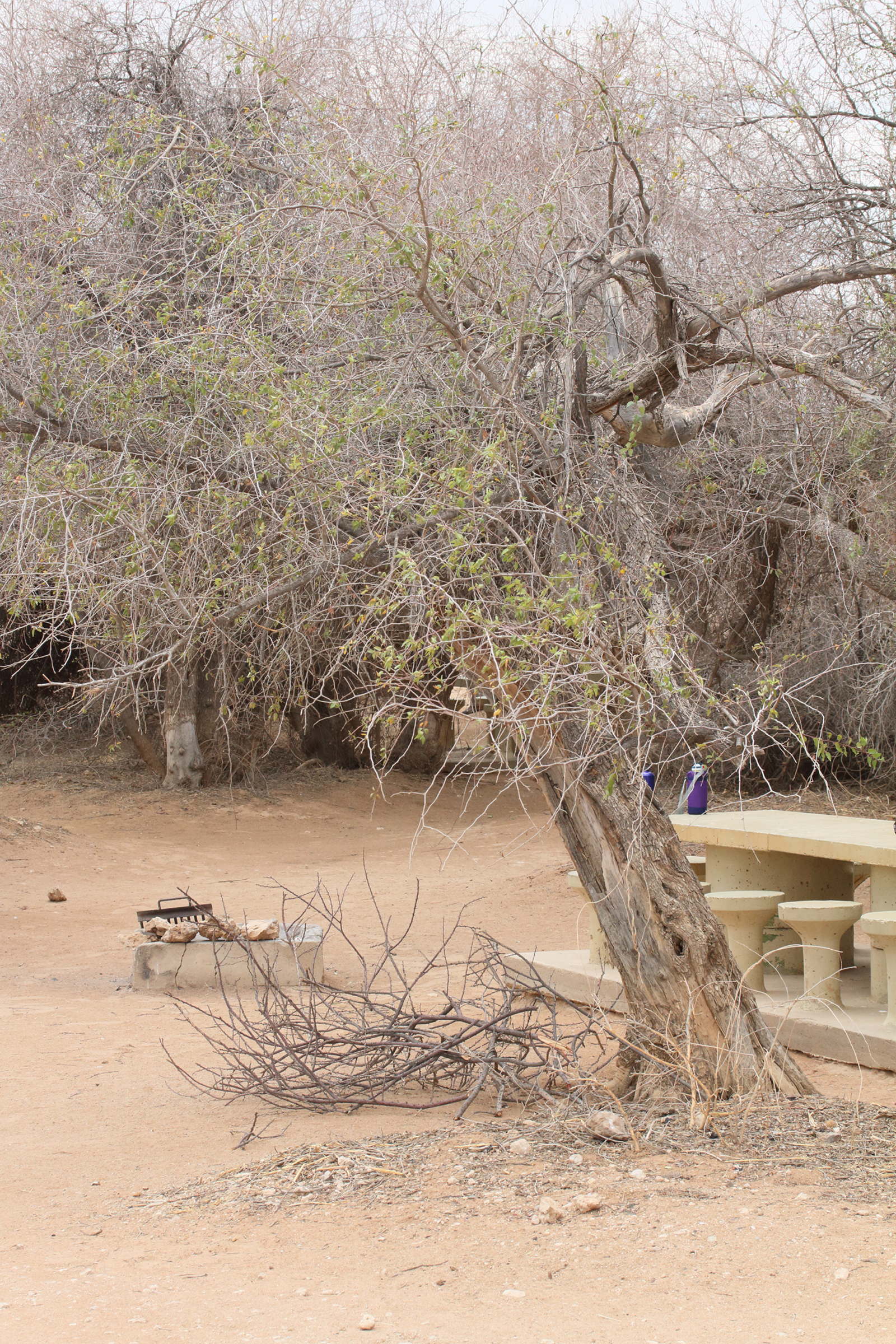 ziziphus_mucronata1md