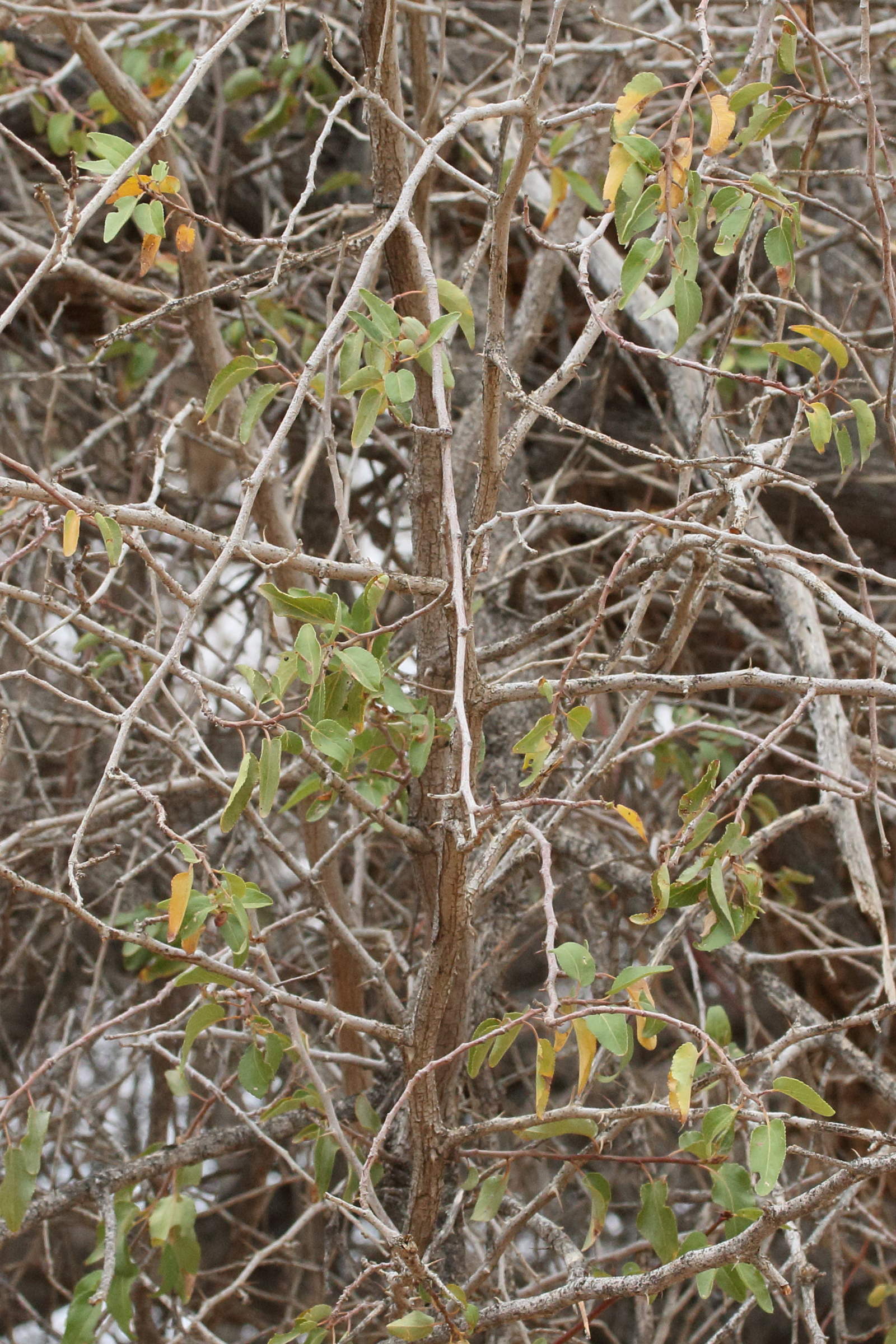 ziziphus_mucronata2md