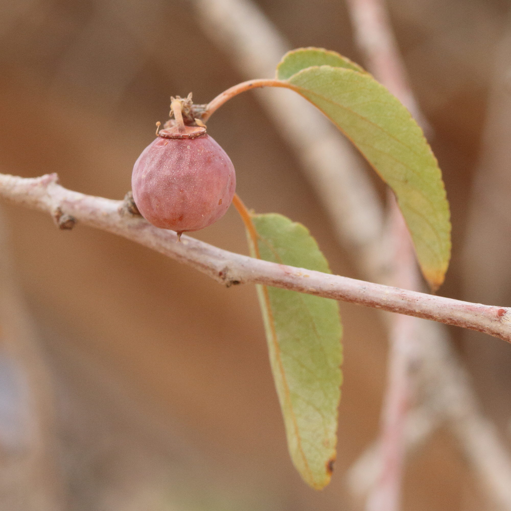 ziziphus_mucronata3md
