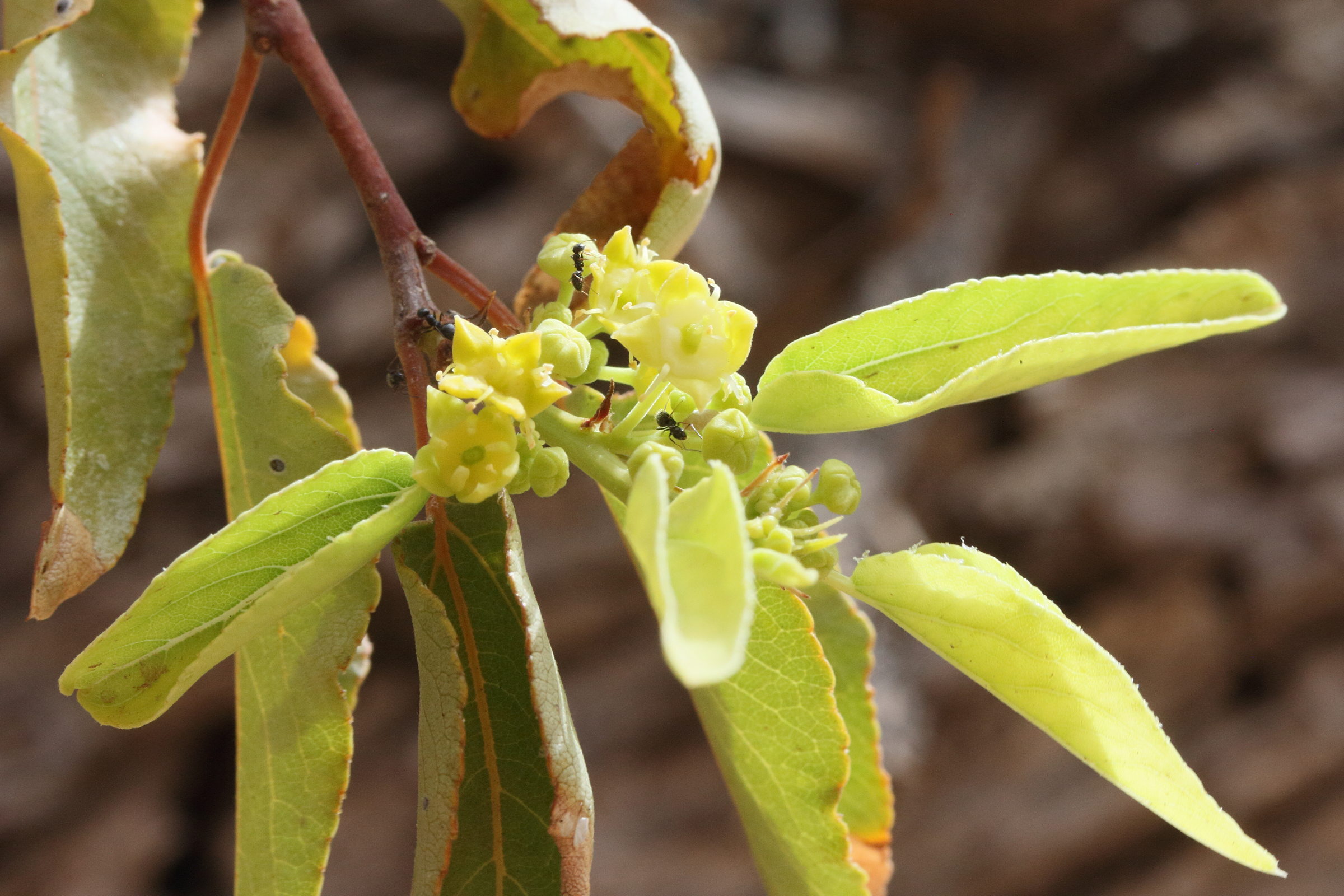 ziziphus_mucronata4md