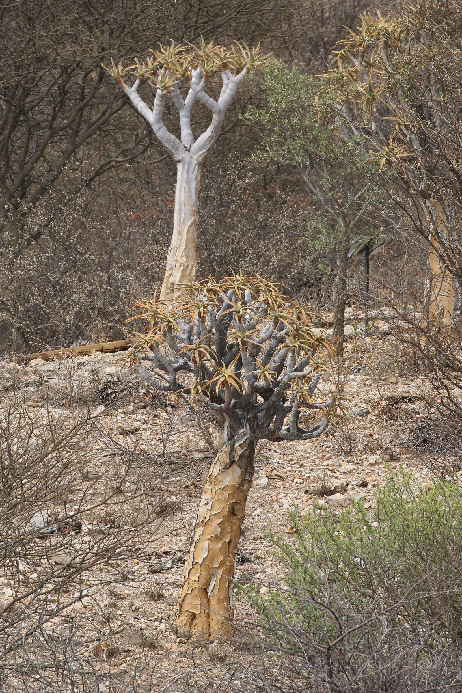 Afficher le média aloe_dichotoma1md aloe_dichotoma1md