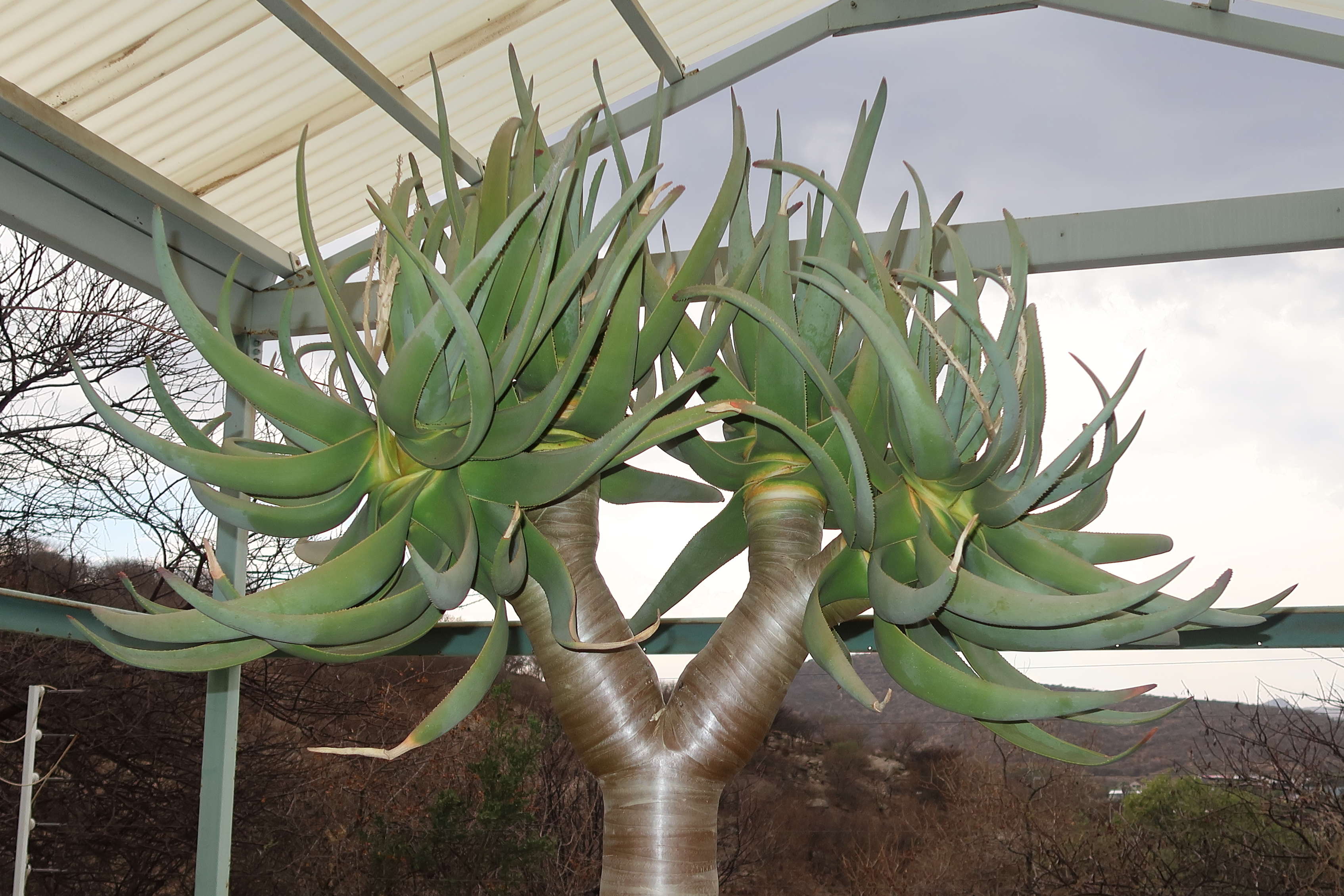 Afficher le média aloe_dichotoma2md aloe_dichotoma2md