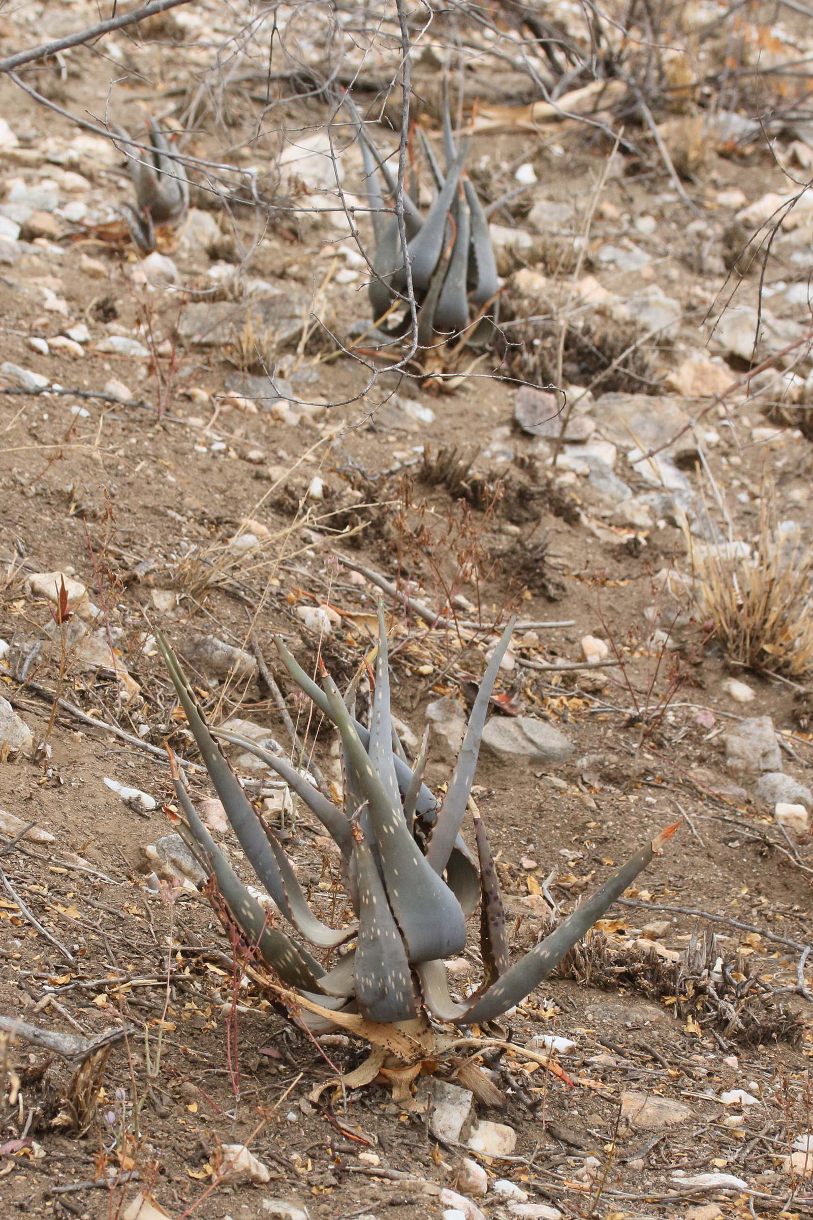 Afficher le média aloe_littoralis1md aloe_littoralis1md