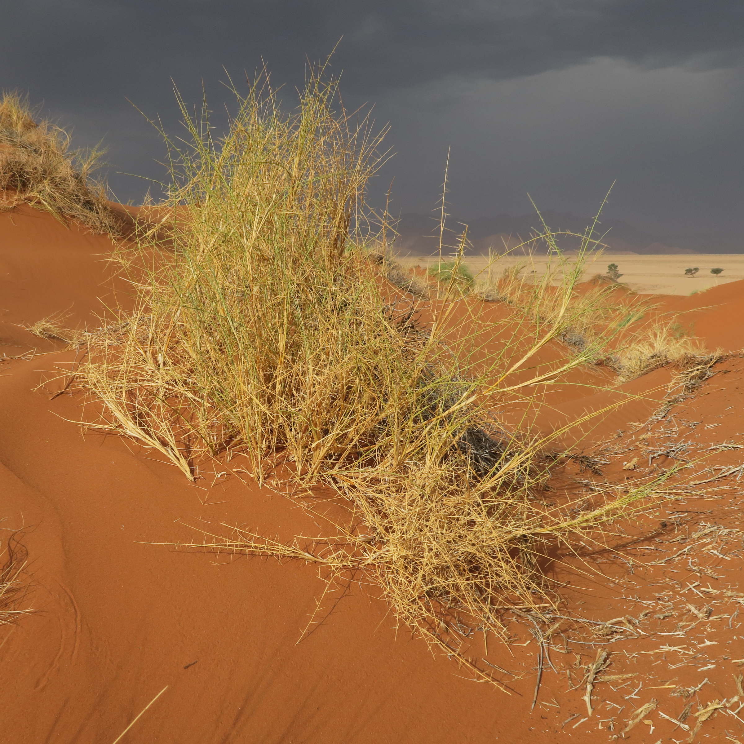 Afficher le média cladocarphys_spinisa1bd cladocarphys_spinisa1bd