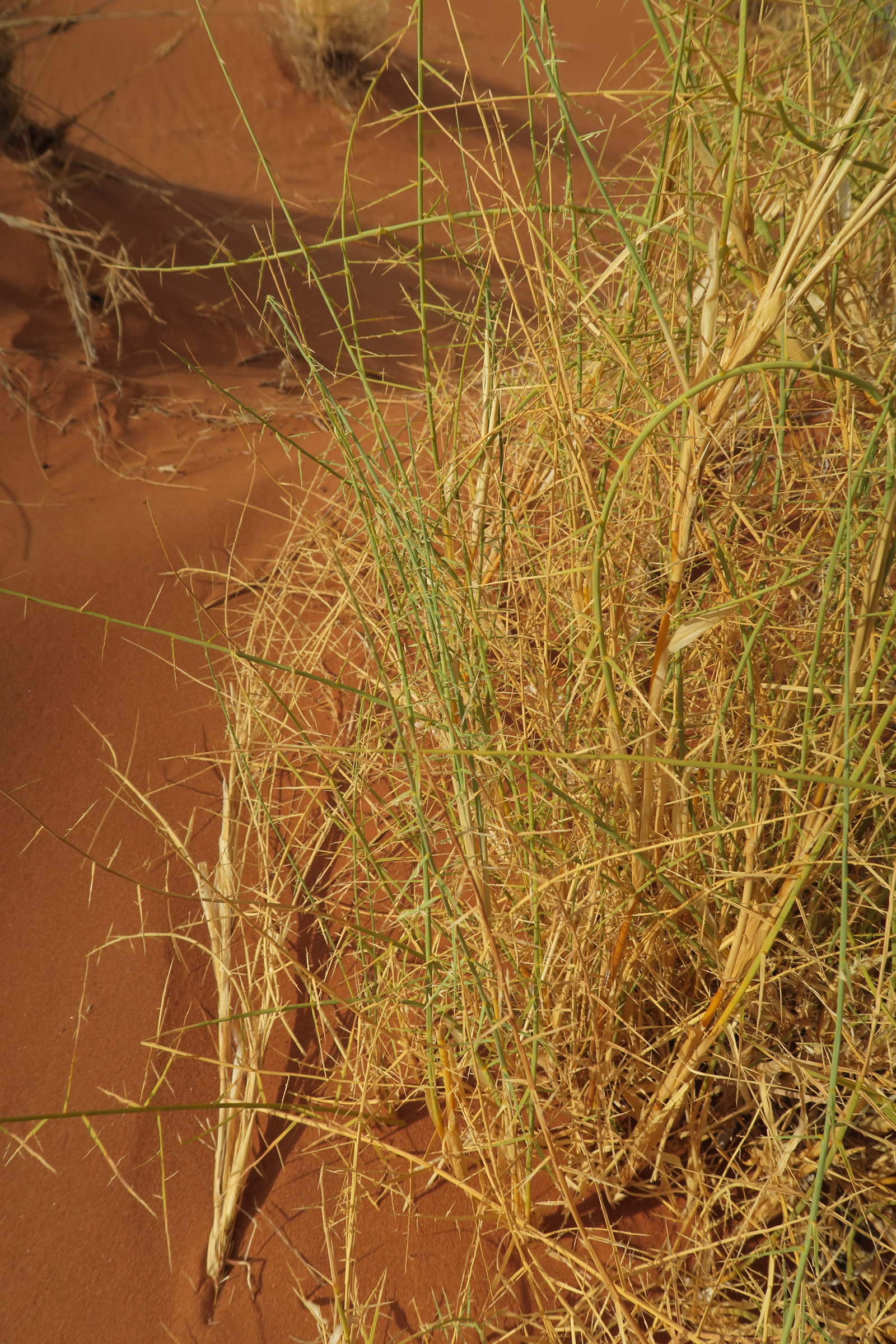 Afficher le média cladocarphys_spinisa2bd cladocarphys_spinisa2bd