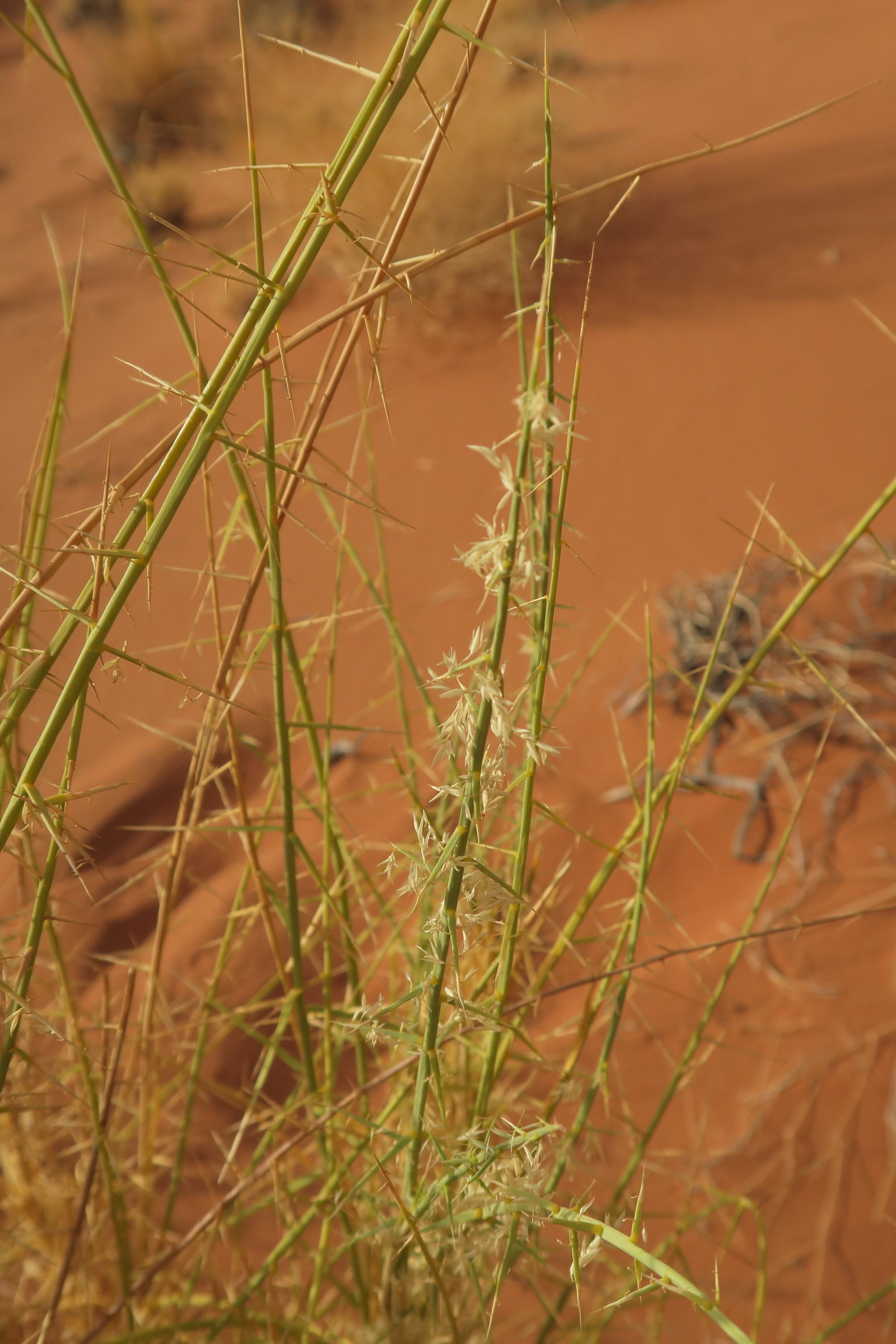 Afficher le média cladocarphys_spinisa3bd cladocarphys_spinisa3bd