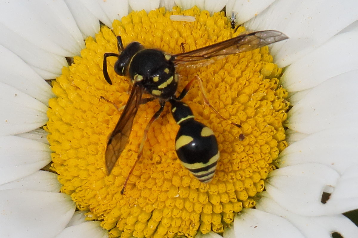 Afficher le média eumenes_coarctatus5bd eumenes_coarctatus5bd