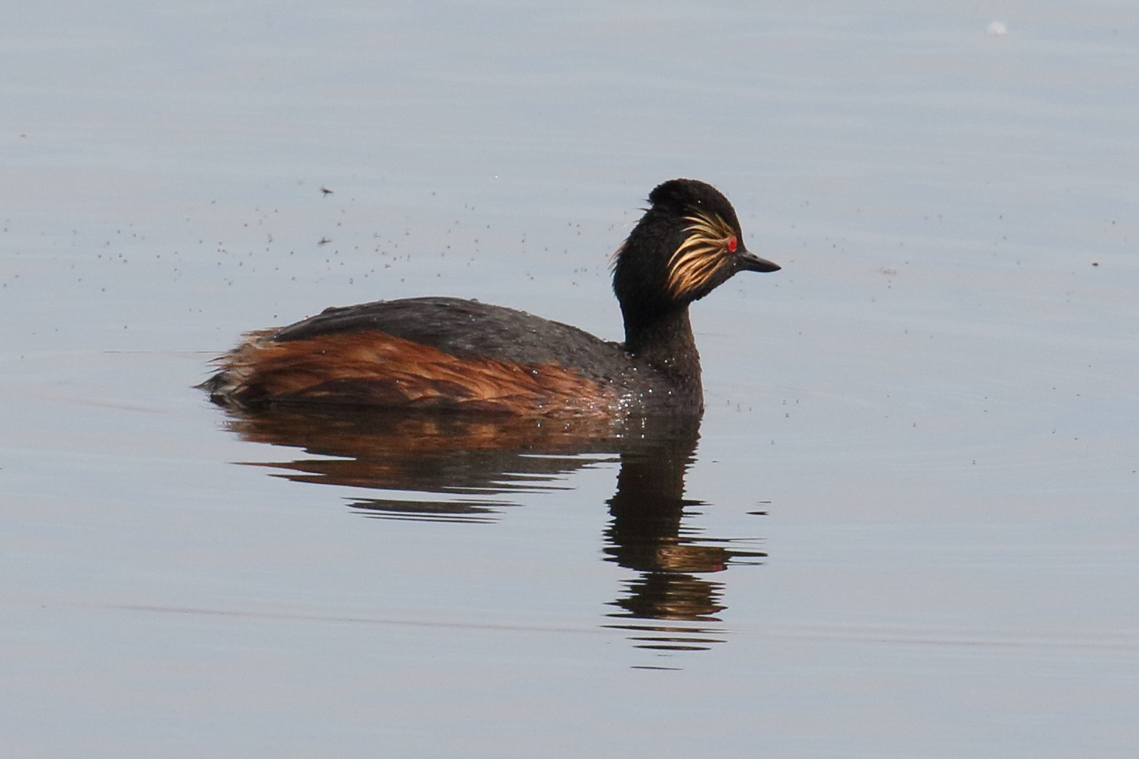 grebe_a_cou_noir_-_podiceps_nigricollis7bd