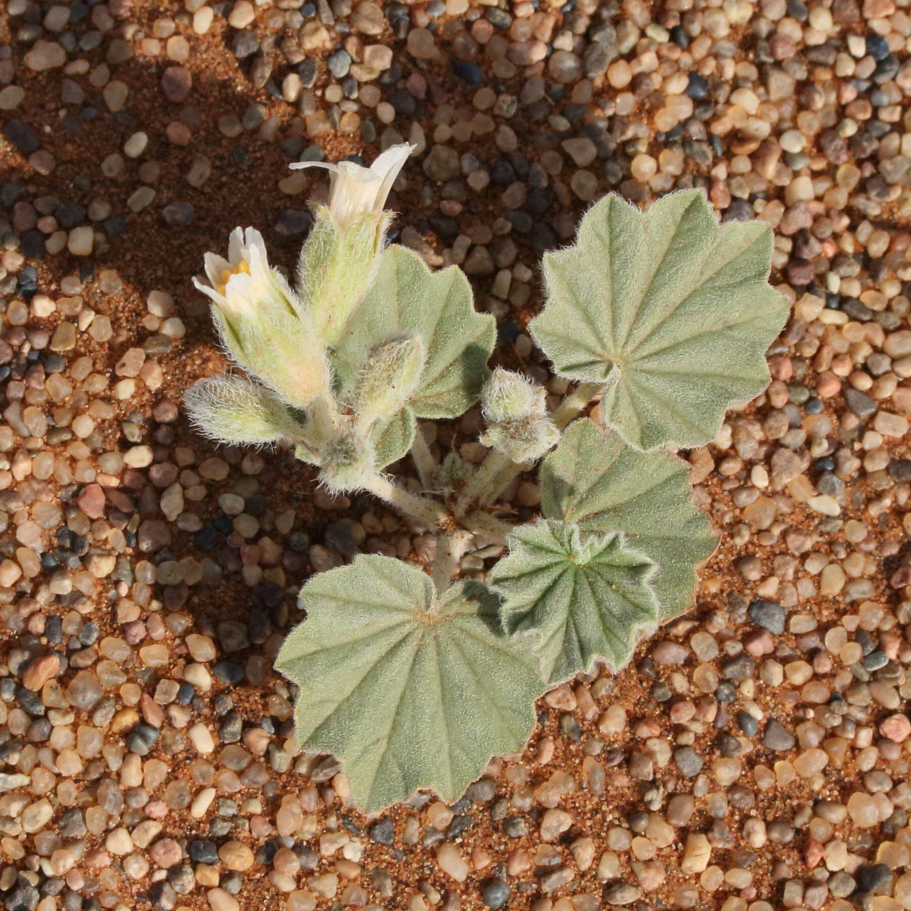 Afficher le média monsonia_ignorata1md monsonia_ignorata1md