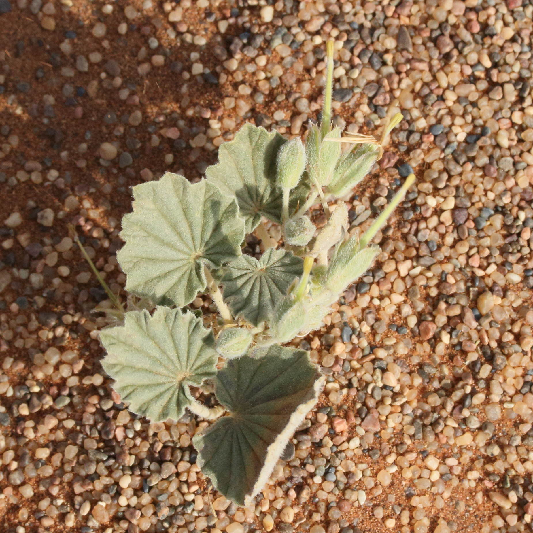 Afficher le média monsonia_ignorata2md monsonia_ignorata2md