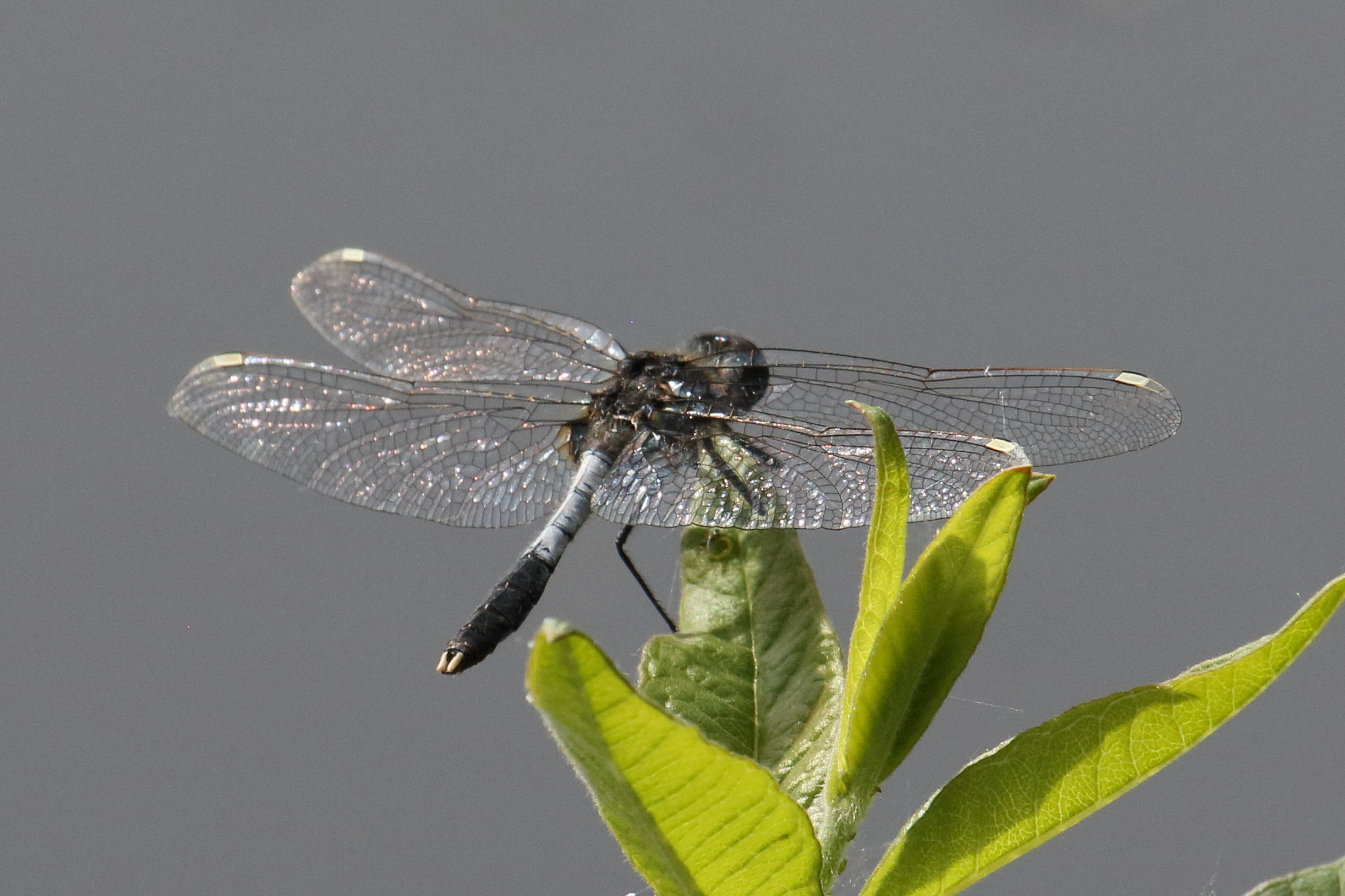 orthetrum_albistylum7bd