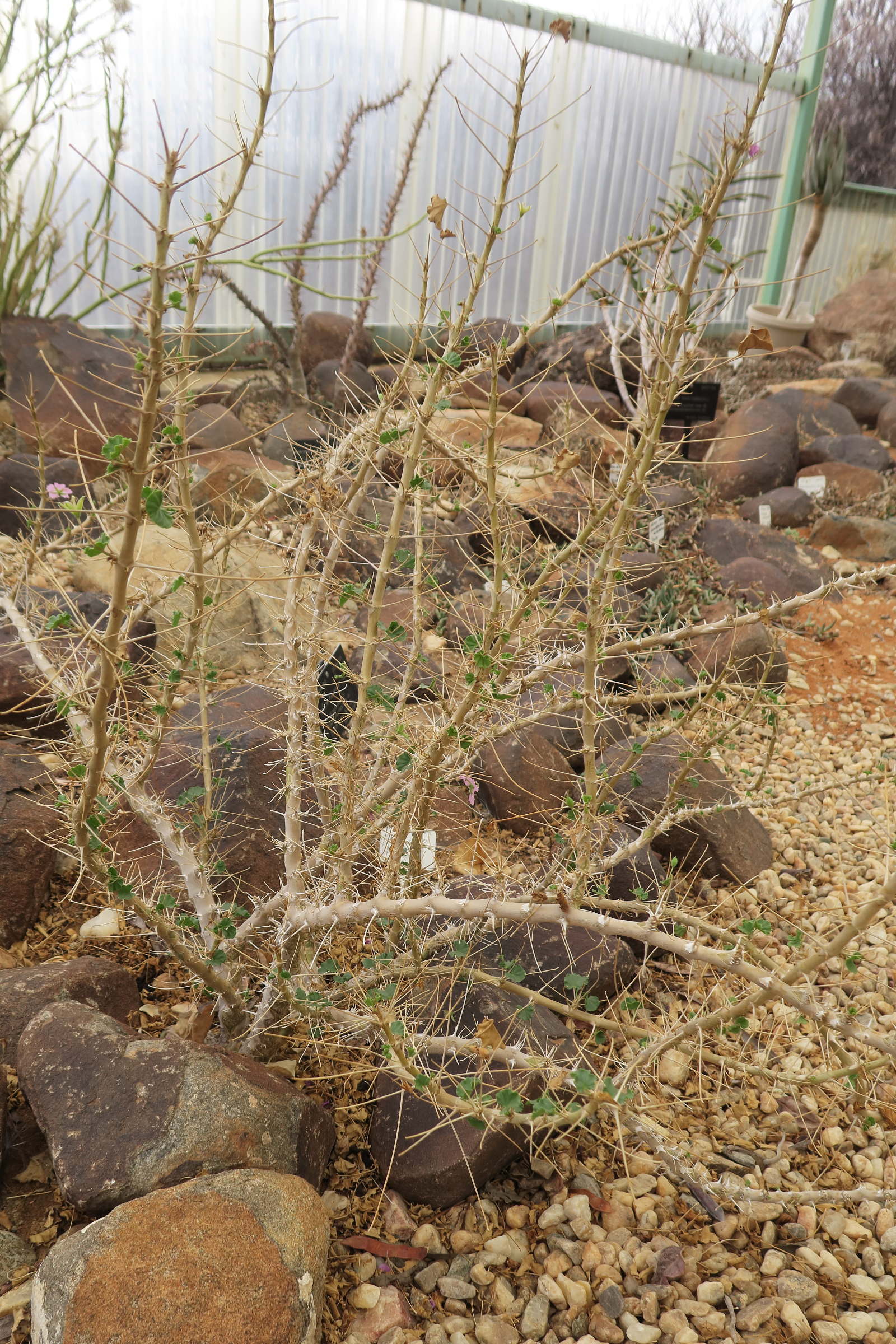 Afficher le média sarcocaulon_marlothii1bd sarcocaulon_marlothii1bd