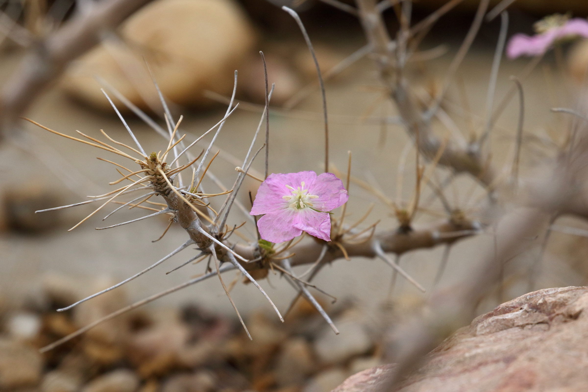 Afficher le média sarcocaulon_marlothii2bd sarcocaulon_marlothii2bd