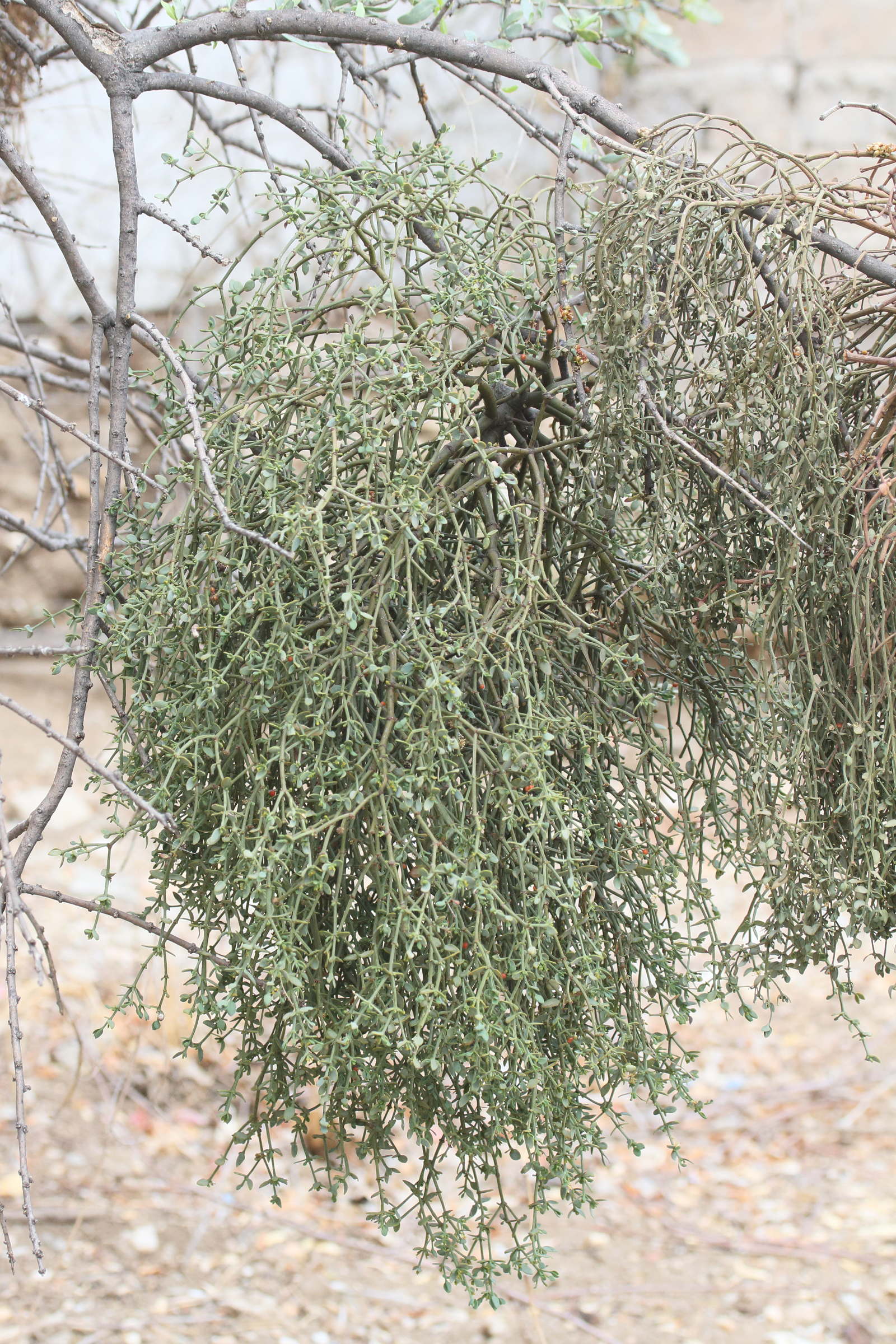 viscum_rotundifolium1md