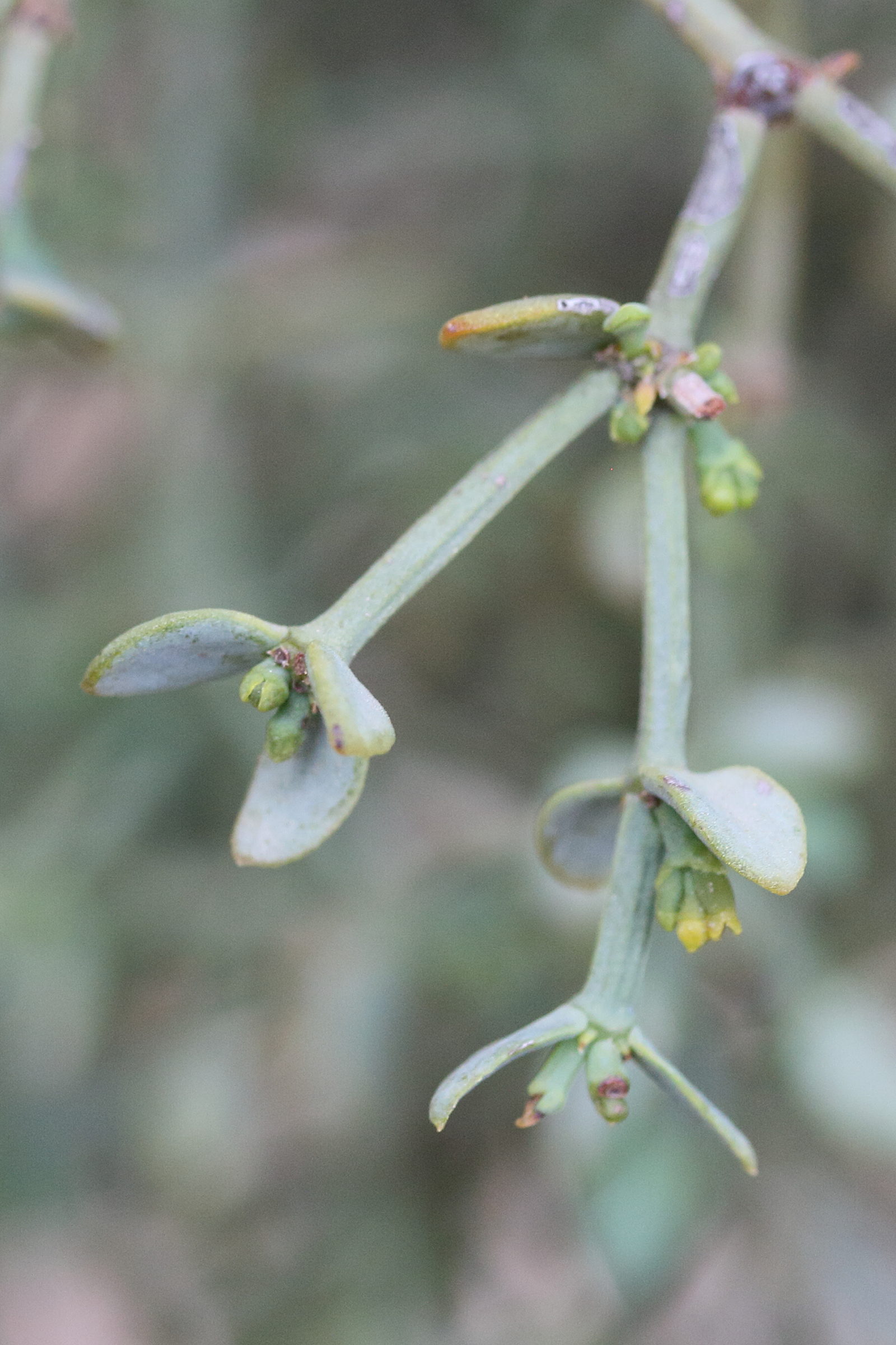 viscum_rotundifolium2md