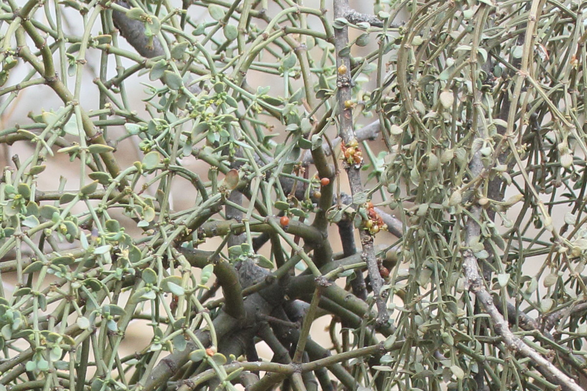 viscum_rotundifolium3md