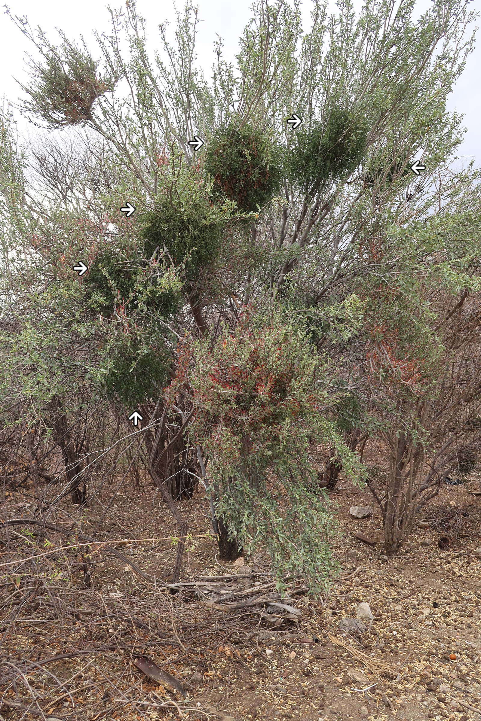 viscum_rotundifolium4md