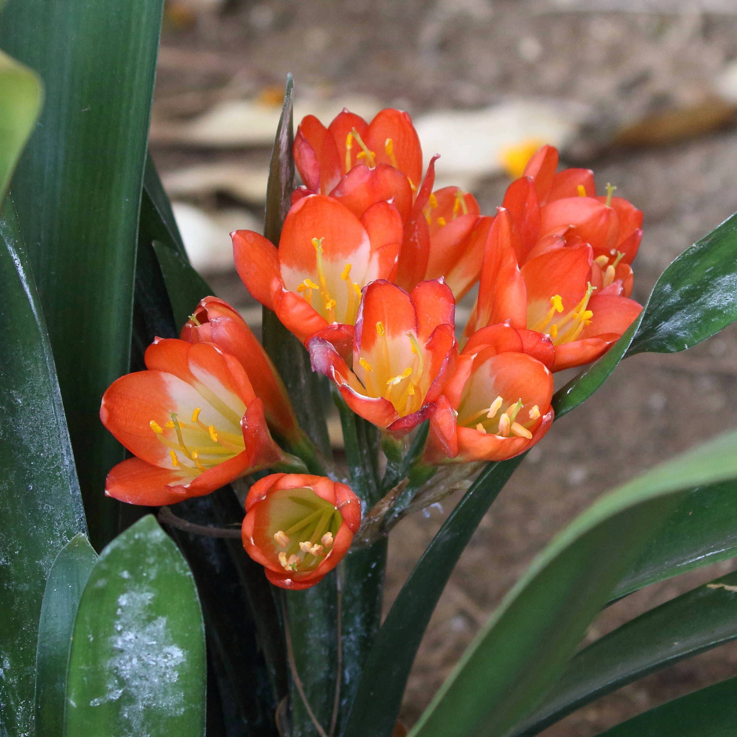 clivia_miniata5bd