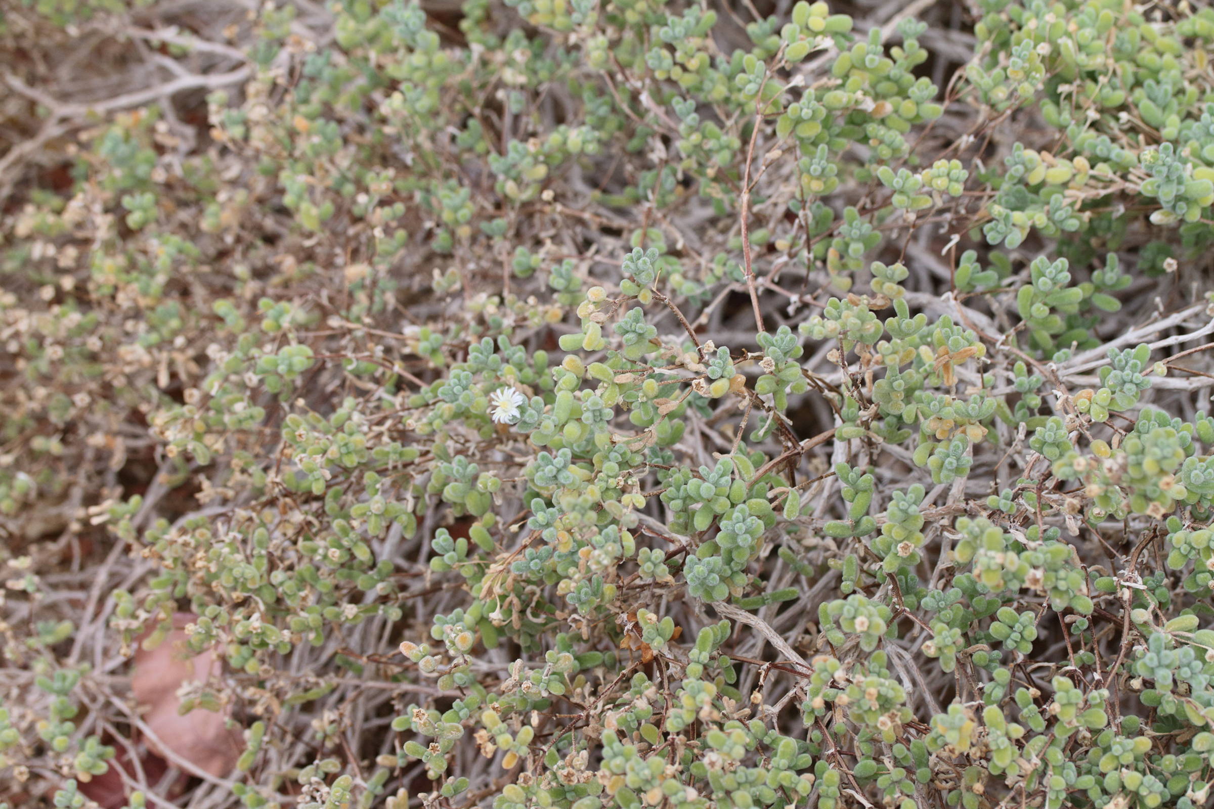 Afficher le média dracophilus_delaetianus1md dracophilus_delaetianus1md