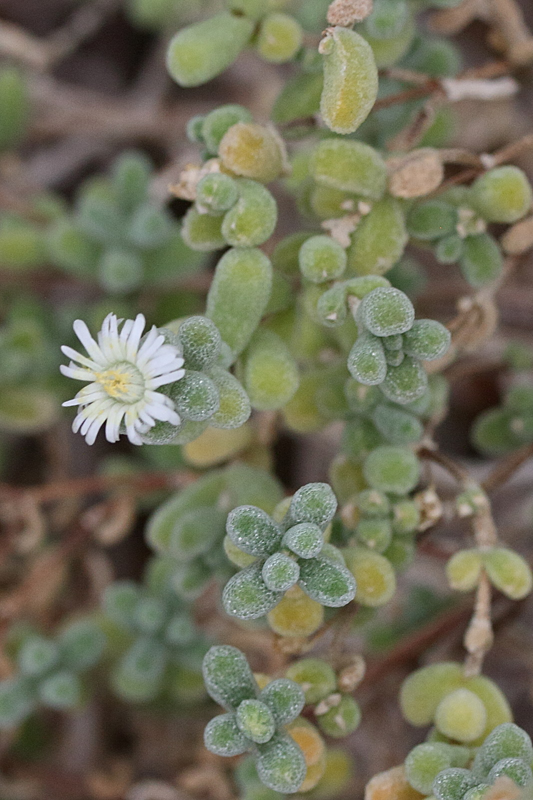 Afficher le média dracophilus_delaetianus2md dracophilus_delaetianus2md