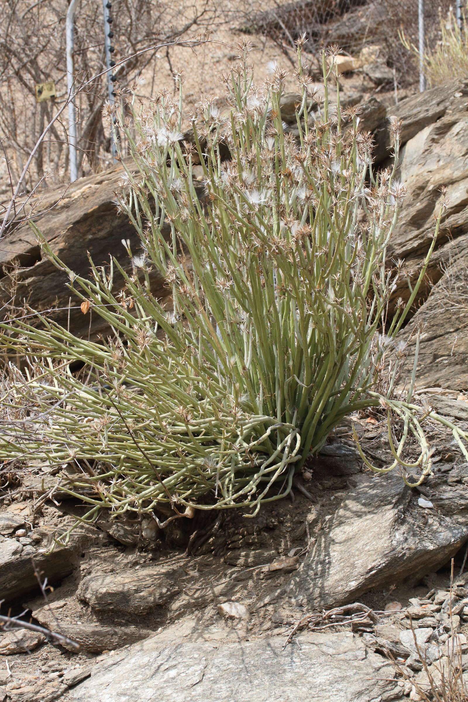 kleinia_longiflora1md