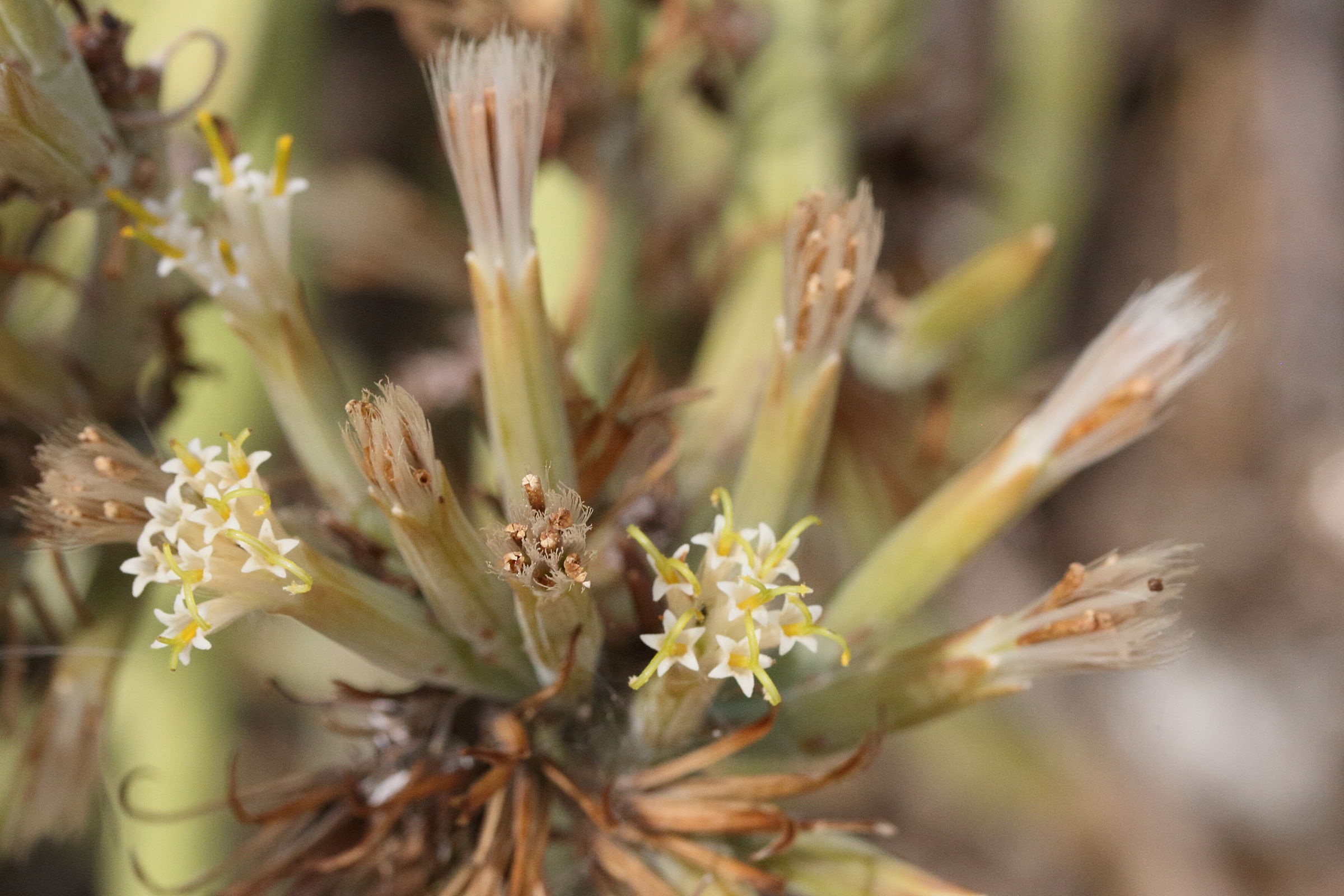 kleinia_longiflora2md