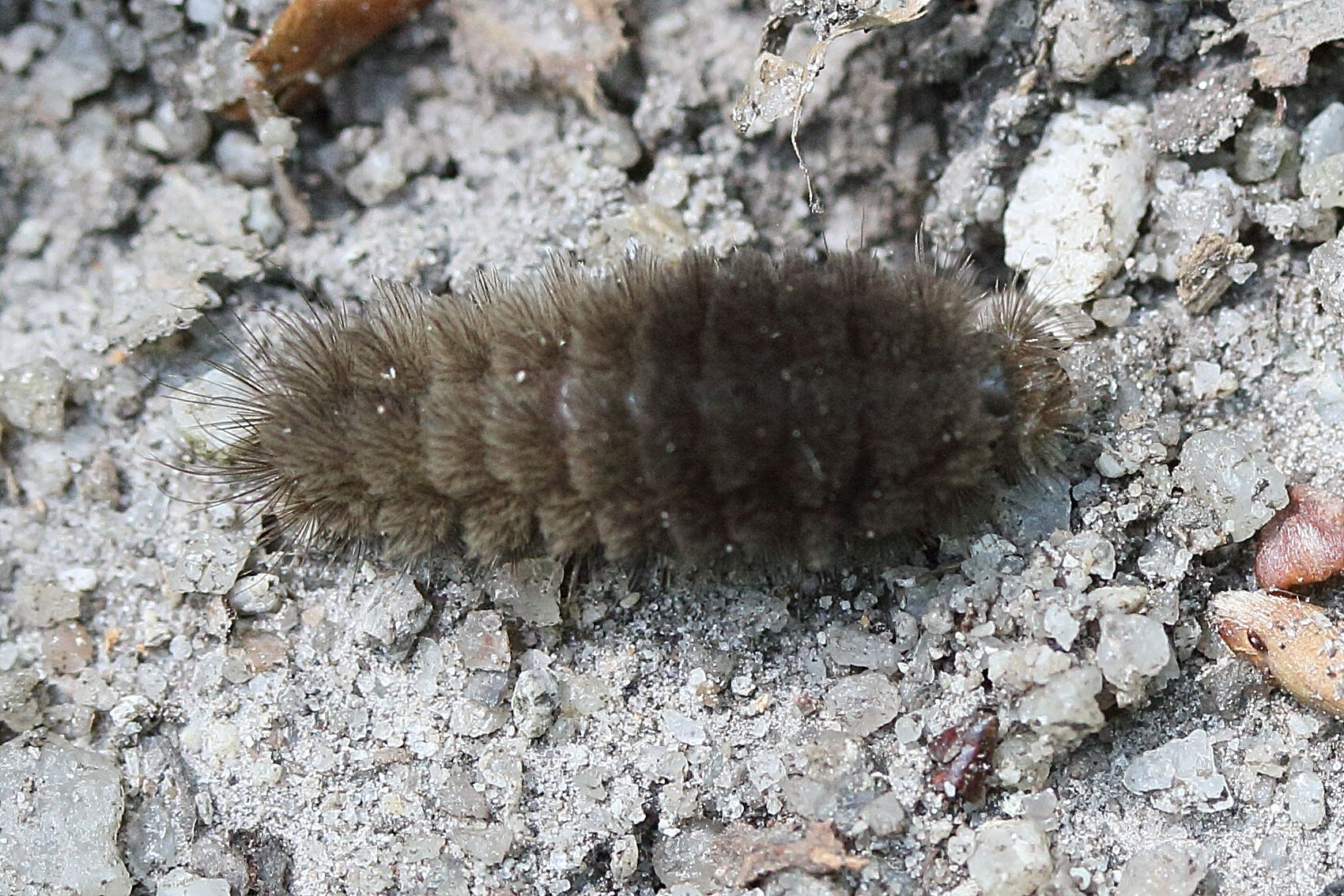 miltochrista_miniata_ch1md