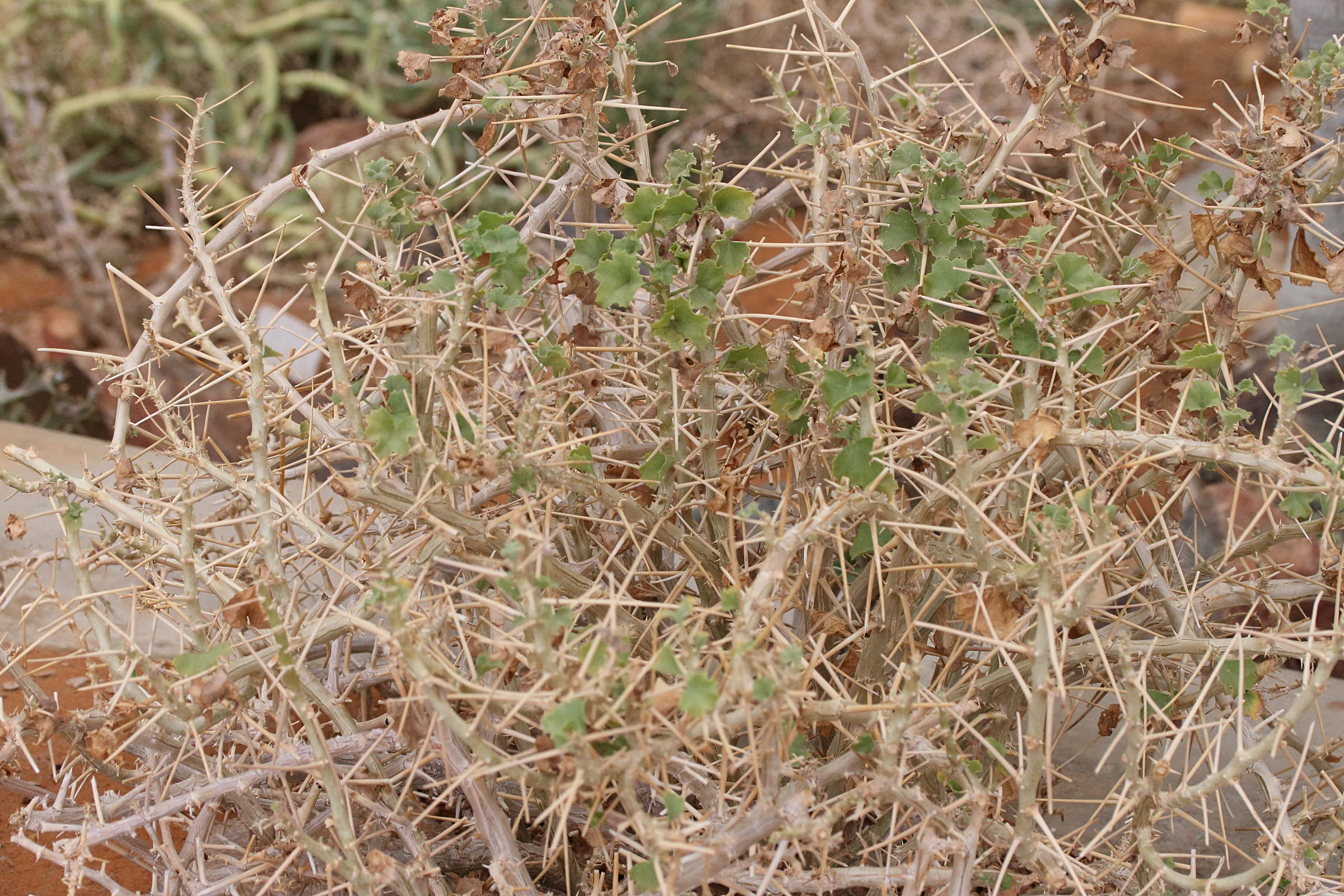 Afficher le média pelargonium_spinosum1md pelargonium_spinosum1md