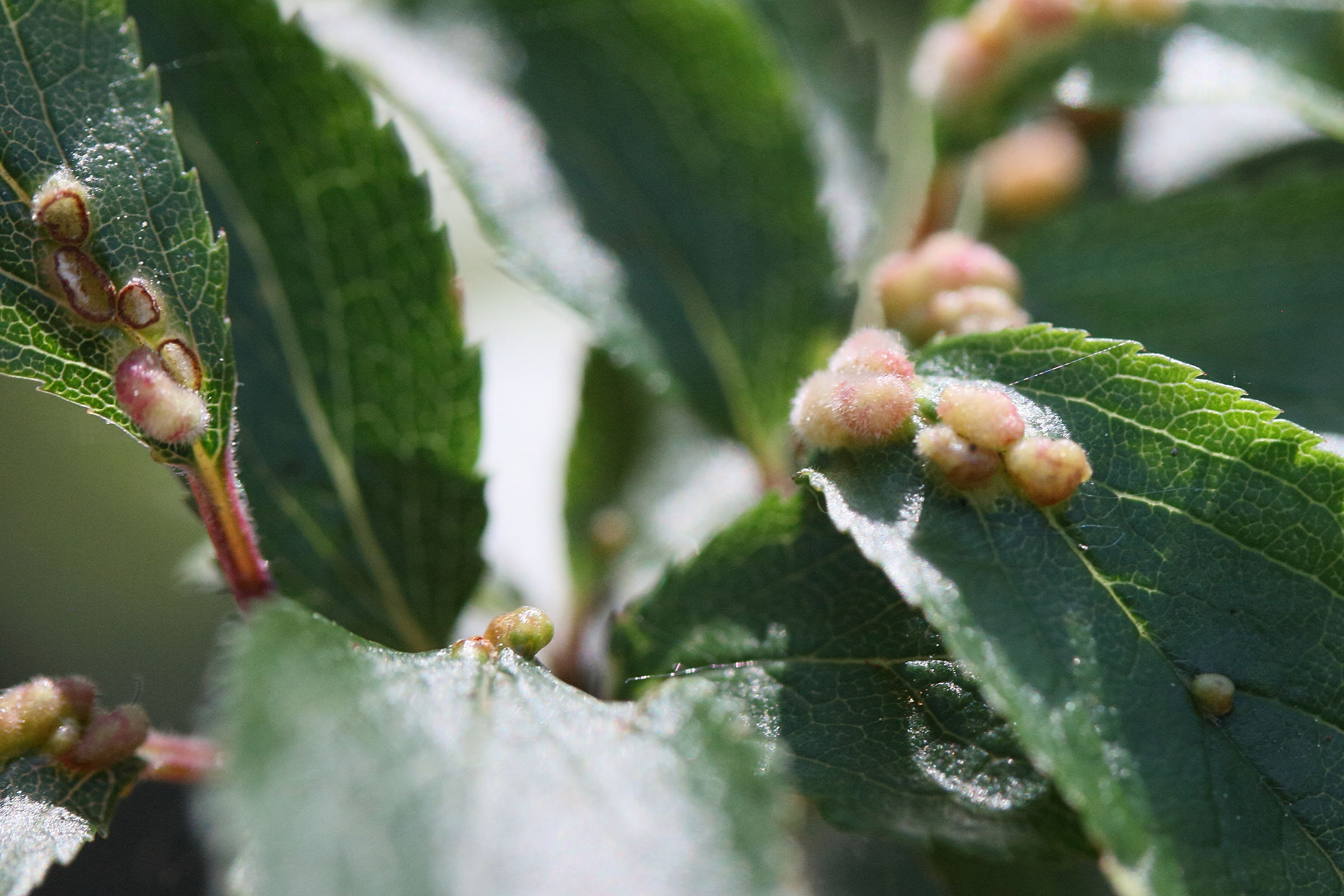 phyllocoptes_eupadi_galle1md