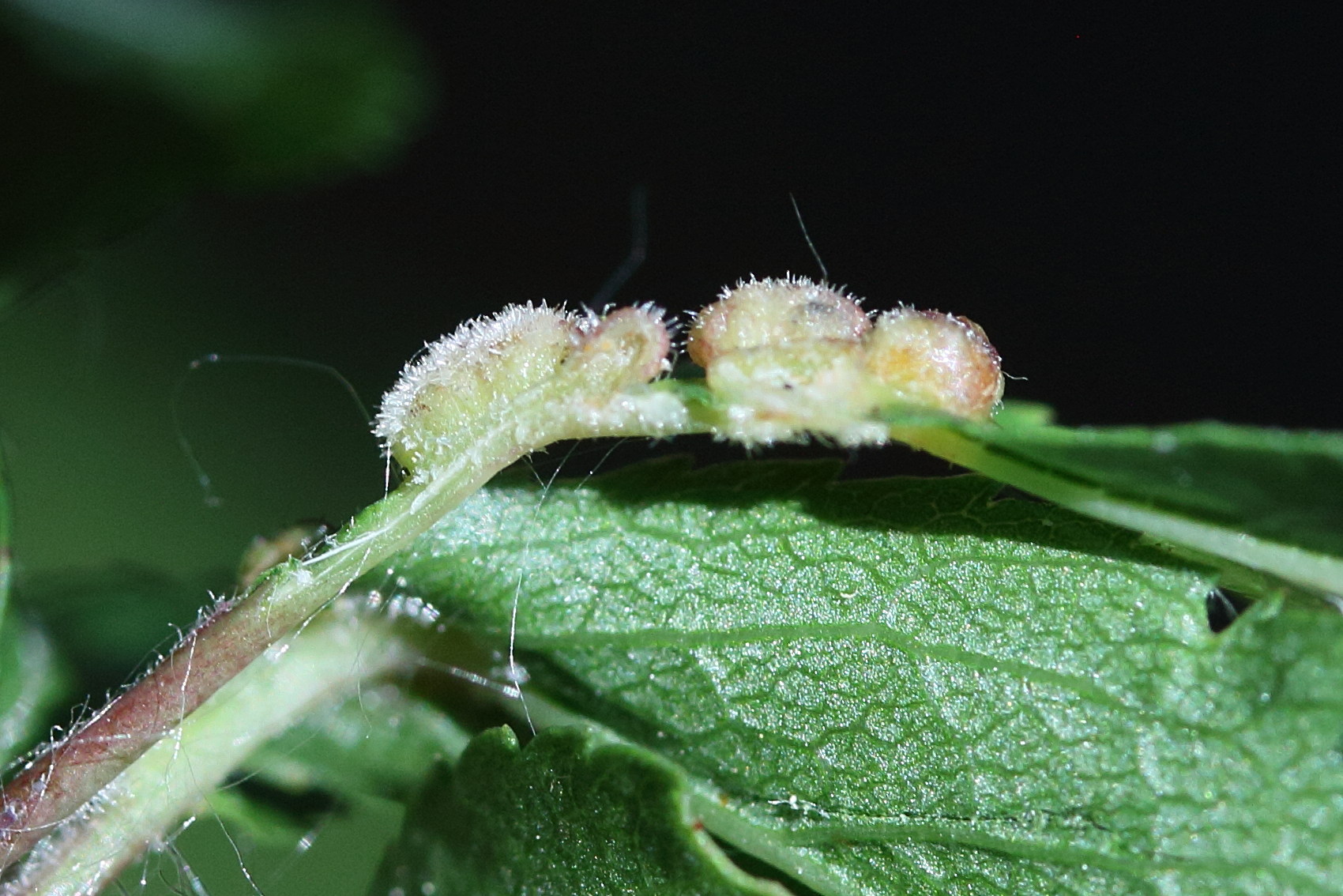 phyllocoptes_eupadi_galle2md