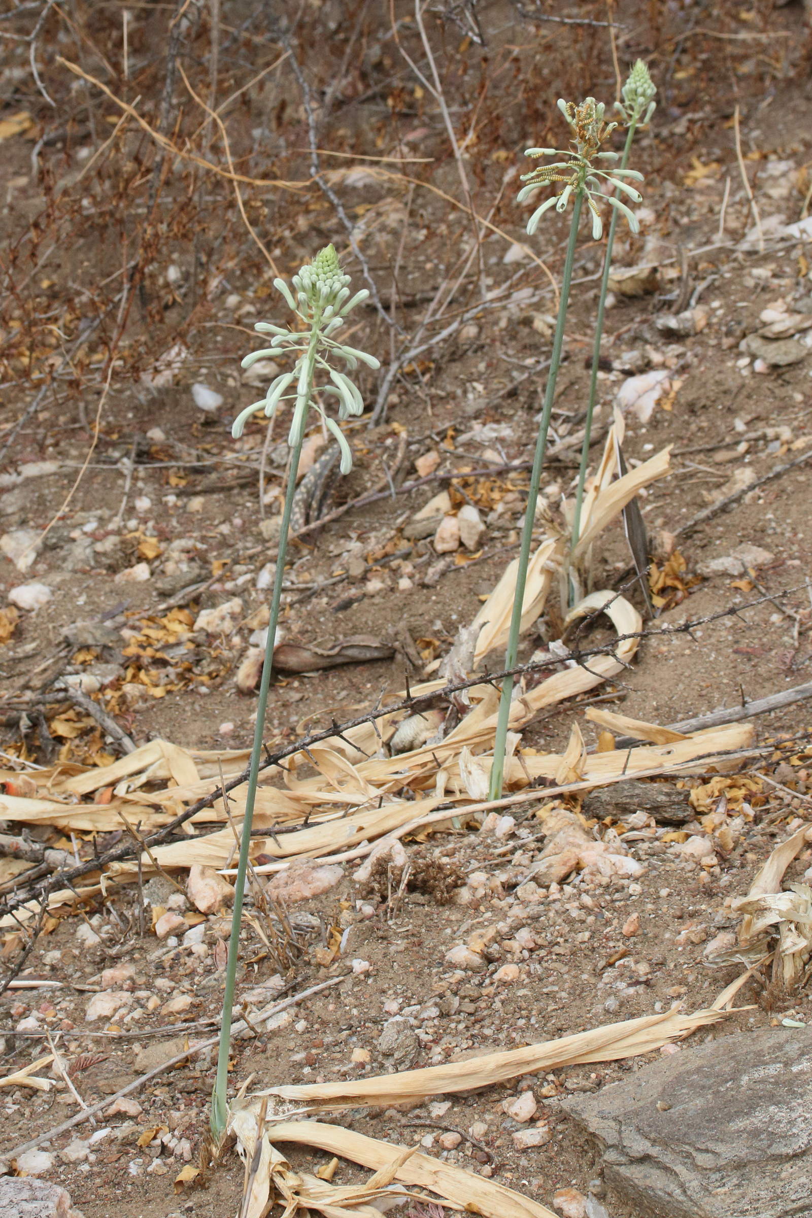 pseudogaltonia_clavata1md