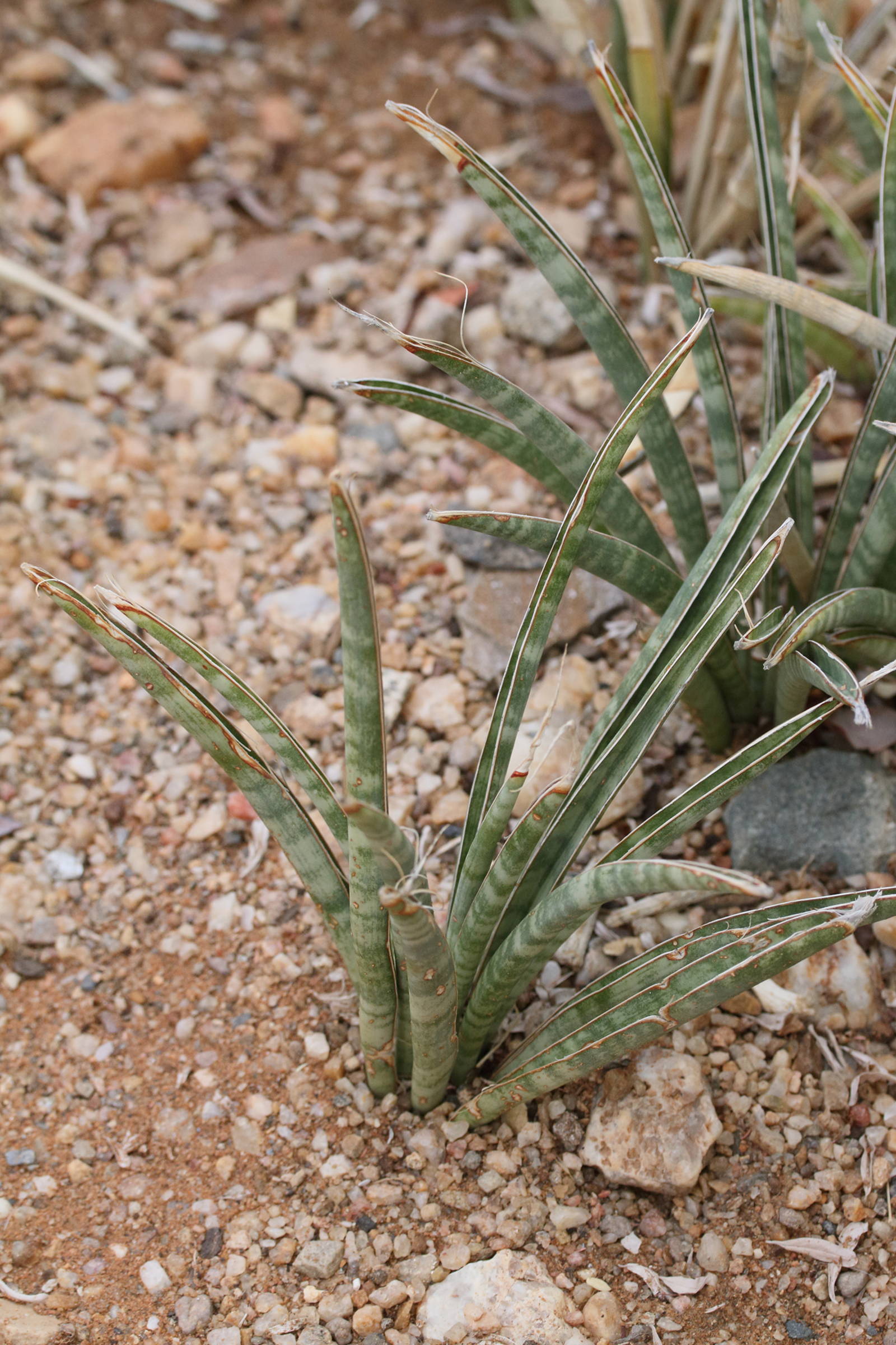 Afficher le média sansevieria_aethiopica1md sansevieria_aethiopica1md
