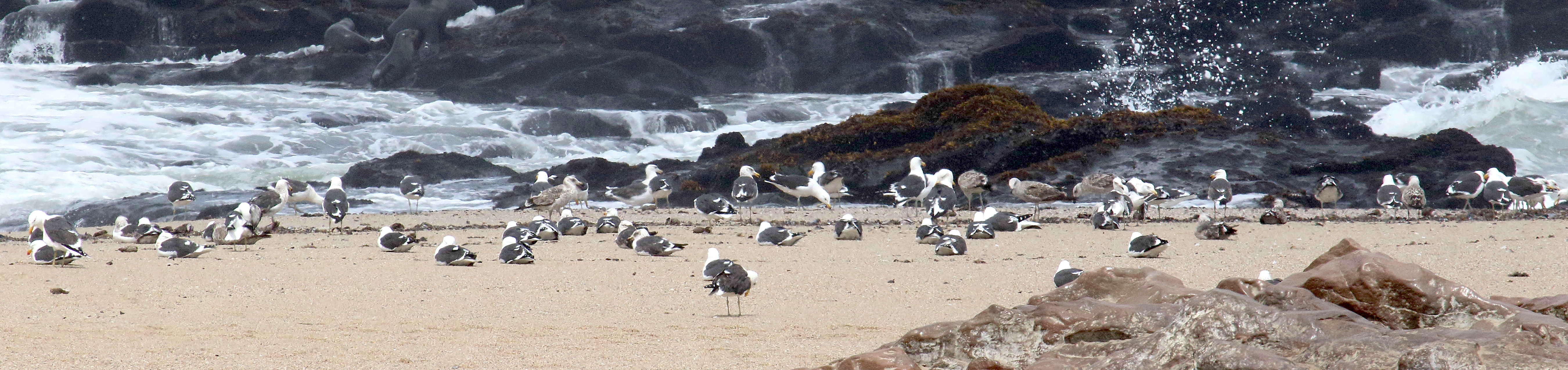 goeland_dominicain_-_larus_dominicanus5md