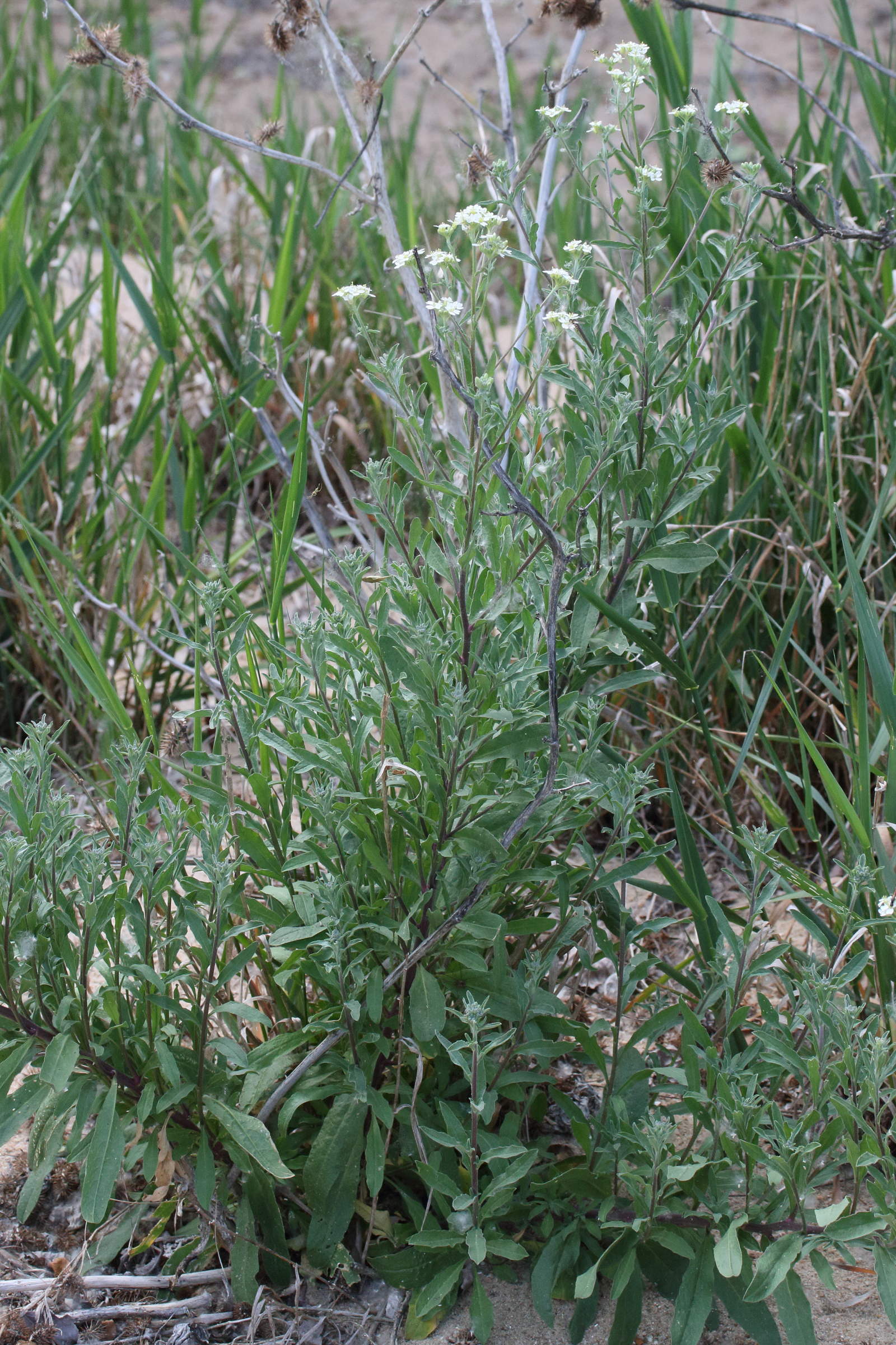 Afficher le média berteroa_incana5md berteroa_incana5md