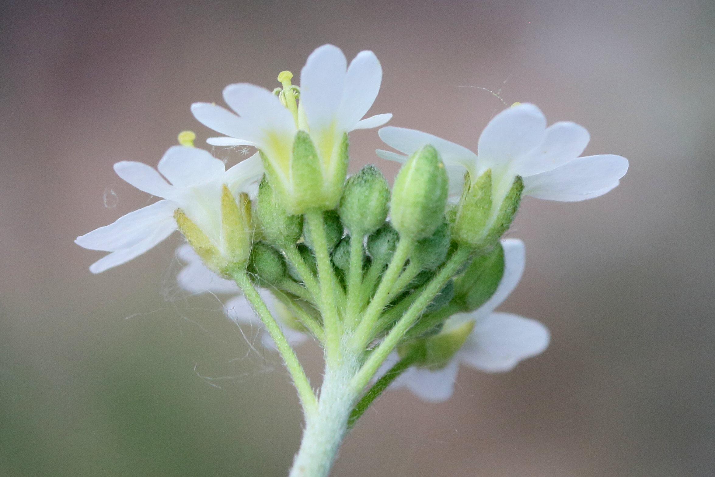 Afficher le média berteroa_incana7md berteroa_incana7md